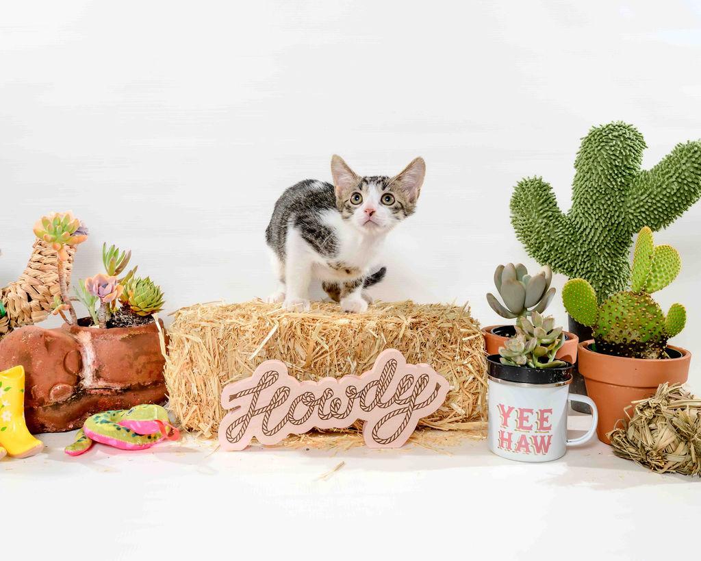 Galan, a Adoptable Domestic Short Hair in Jefferson, LA image 6/6