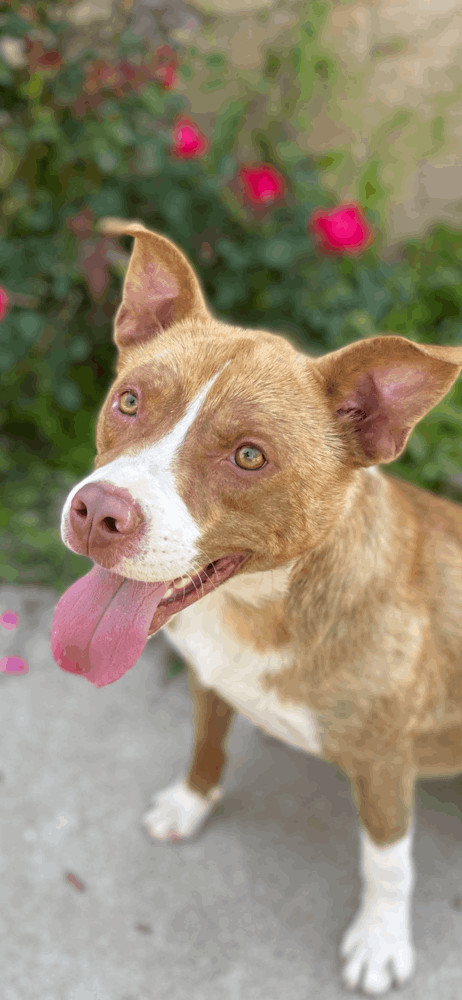 Mulligan, Adopted, Adult Male Cattle Dog.