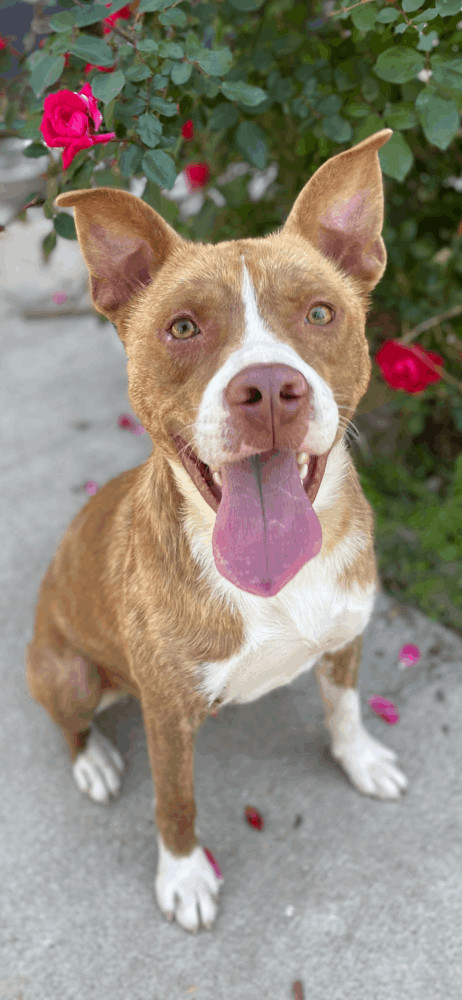 Mulligan, a Adopted mixed breed in Plumerville, AR image 2/4