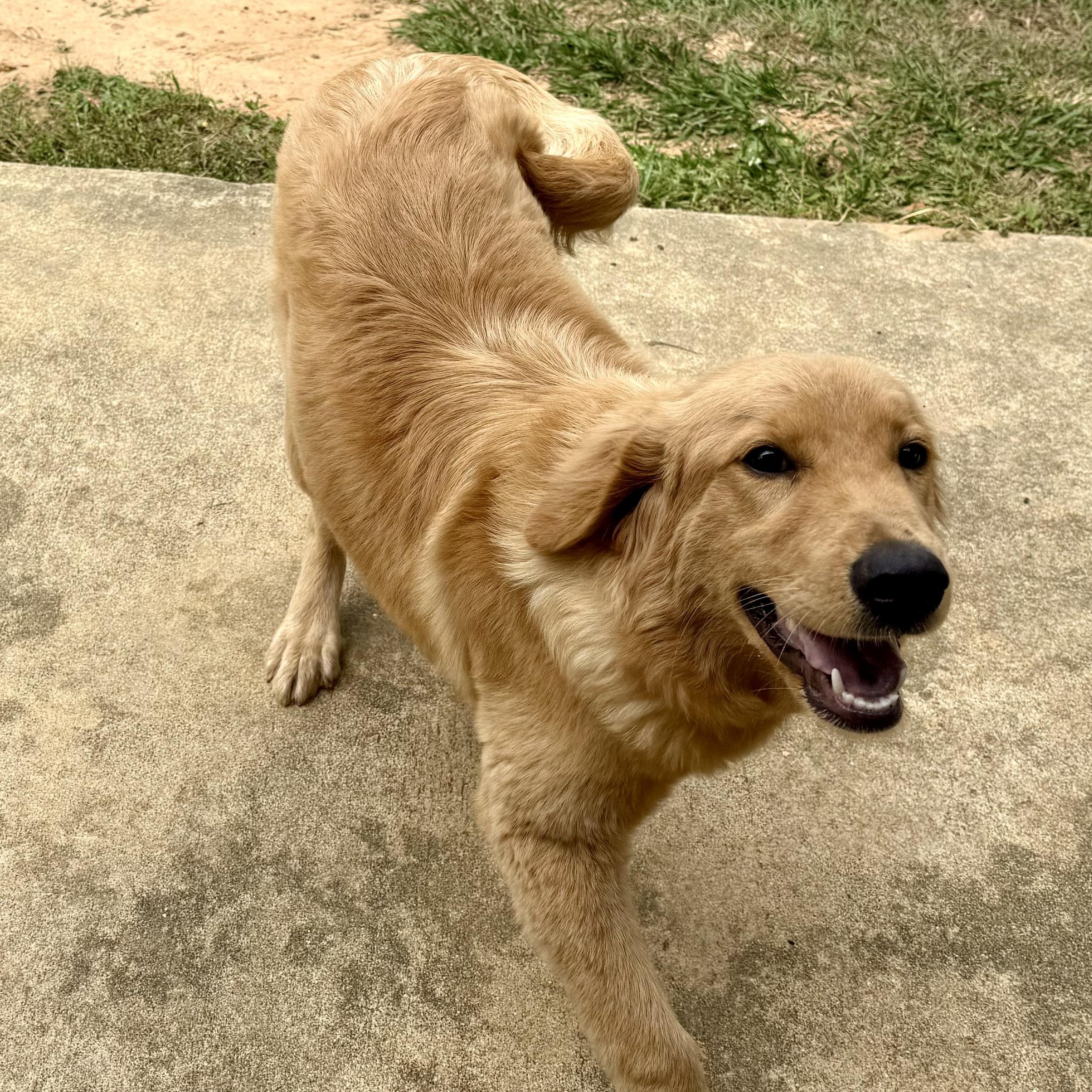 Enlarge Hippie, a ADOPTABLE Golden Retriever in Point Clear, AL image 5/6