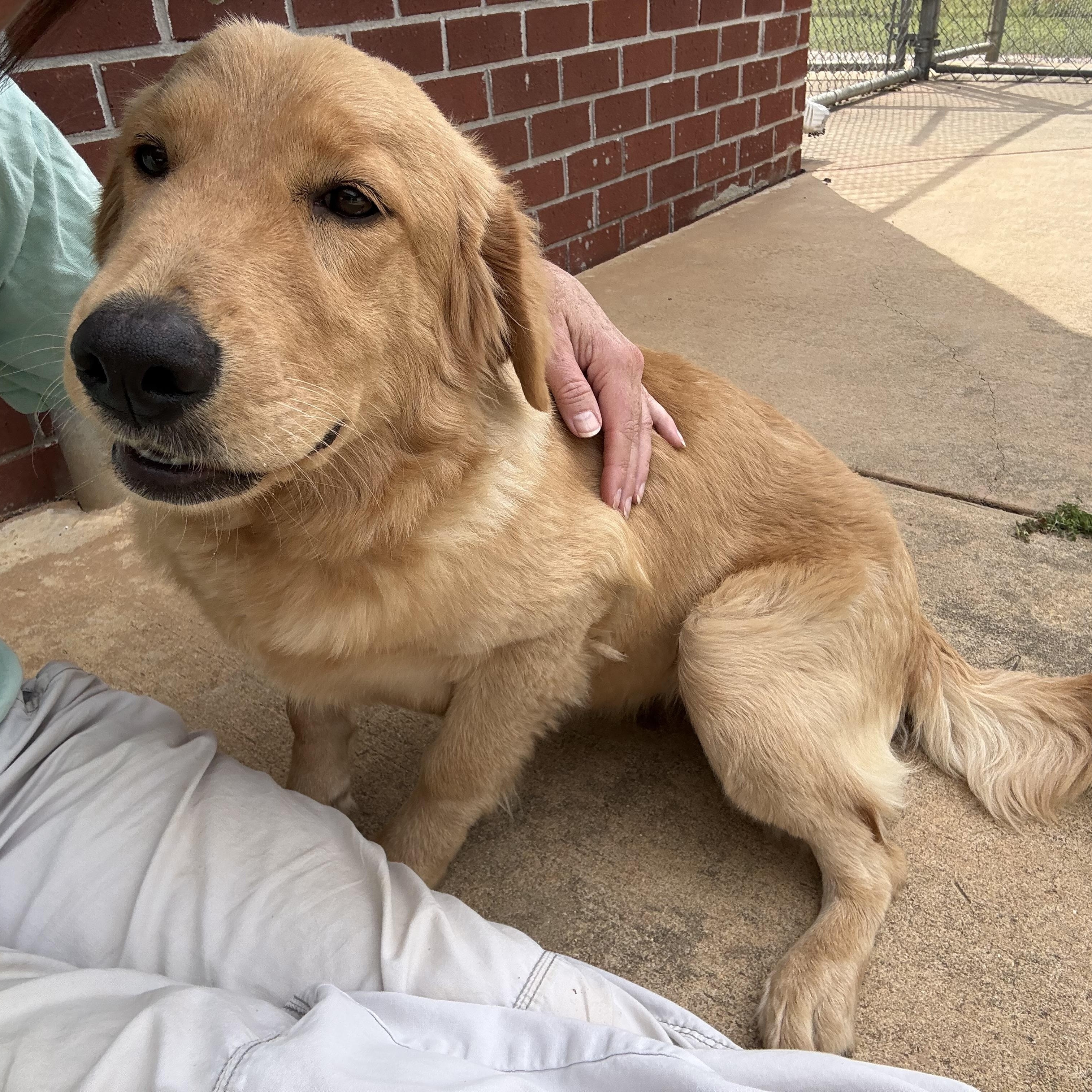 Enlarge Hippie, a ADOPTABLE Golden Retriever in Point Clear, AL image 6/6