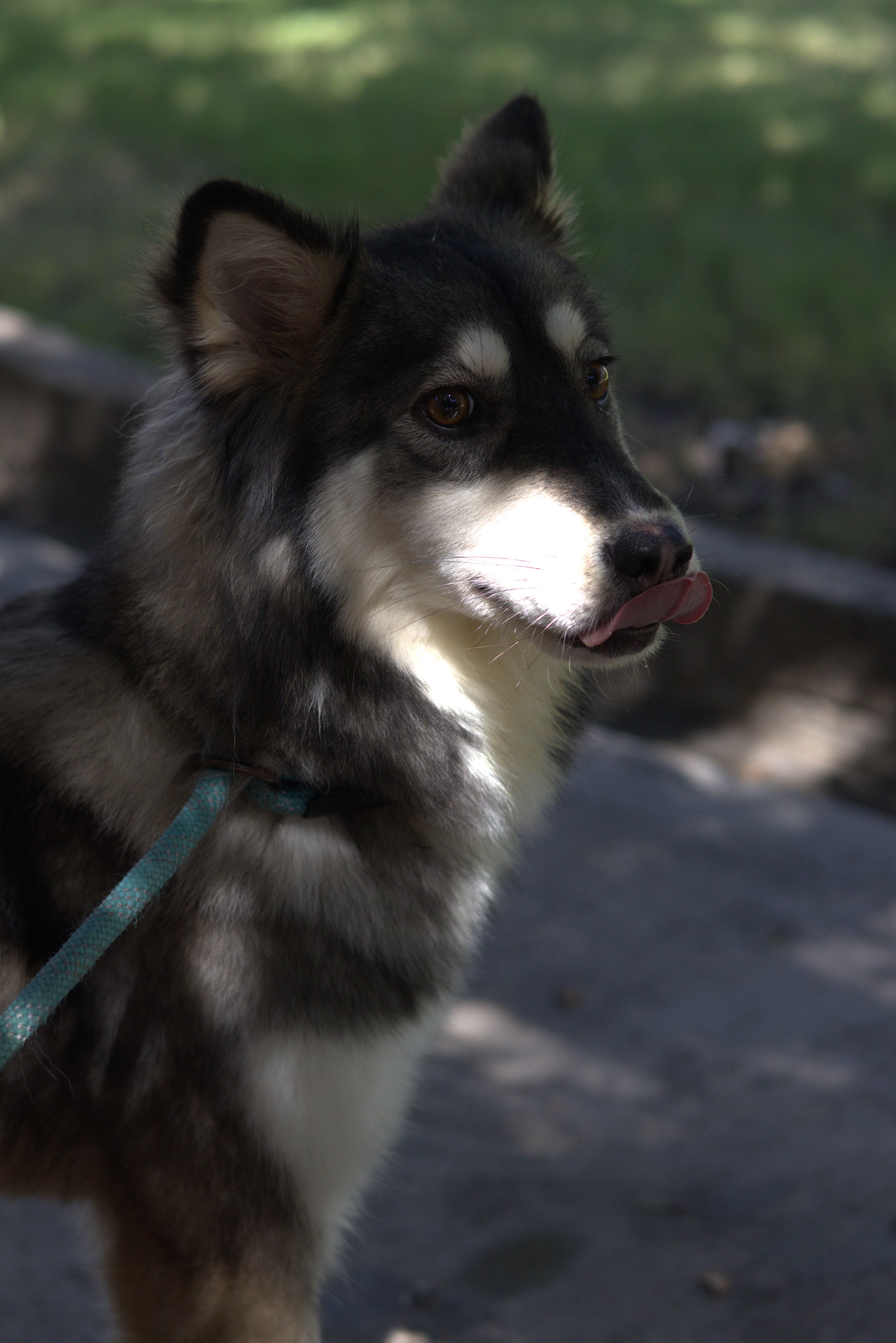 Yelena, Adopted, Young Female Siberian Husky.