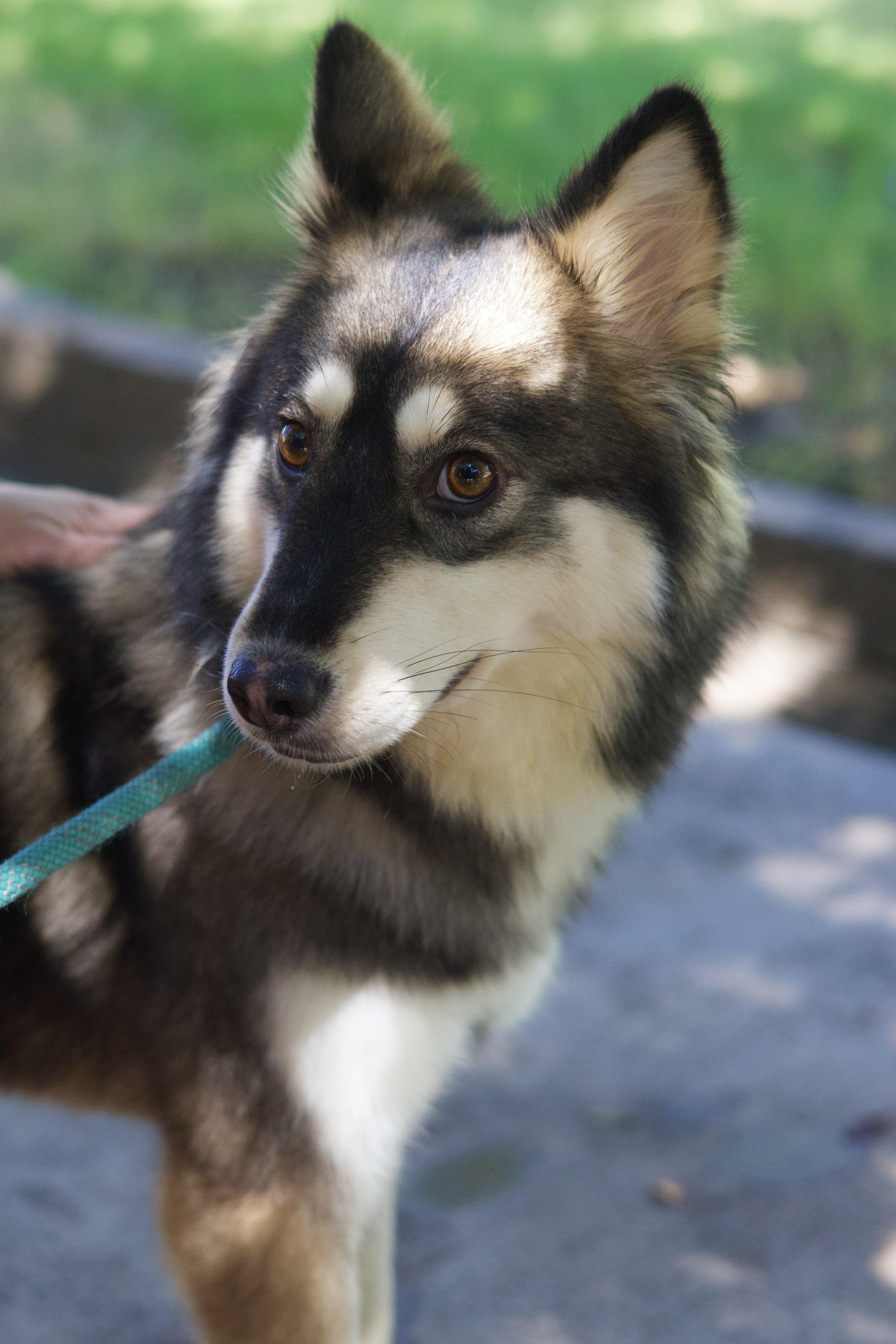 Yelena, a Adopted Siberian Husky in Phoenix, AZ image 3/3