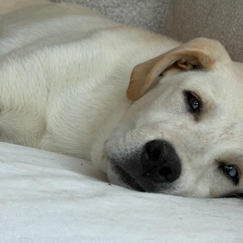 Enlarge Zephyr, a ADOPTABLE mixed breed in Aspen, CO image 5/6