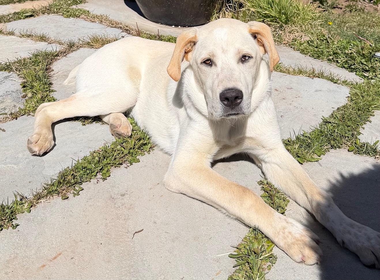 Zephyr, ADOPTABLE, Puppy Male Labrador Retriever & Great Pyrenees.
