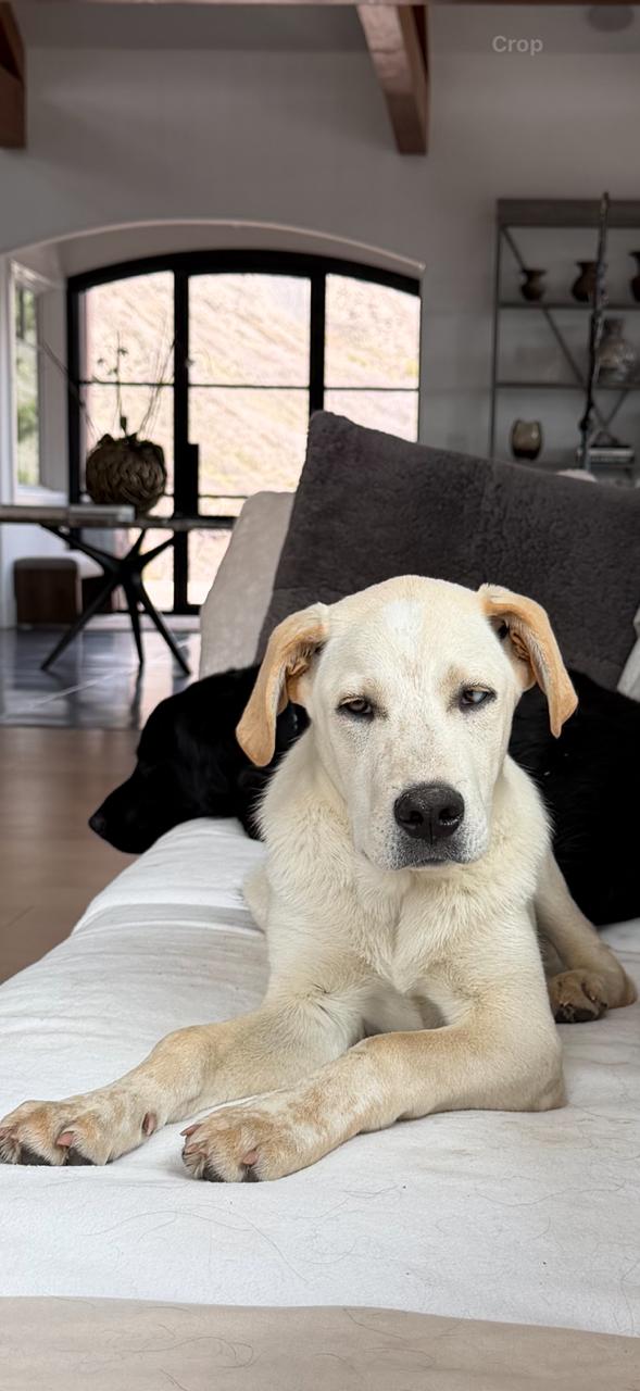 Enlarge Zephyr, a ADOPTABLE mixed breed in Aspen, CO image 6/6