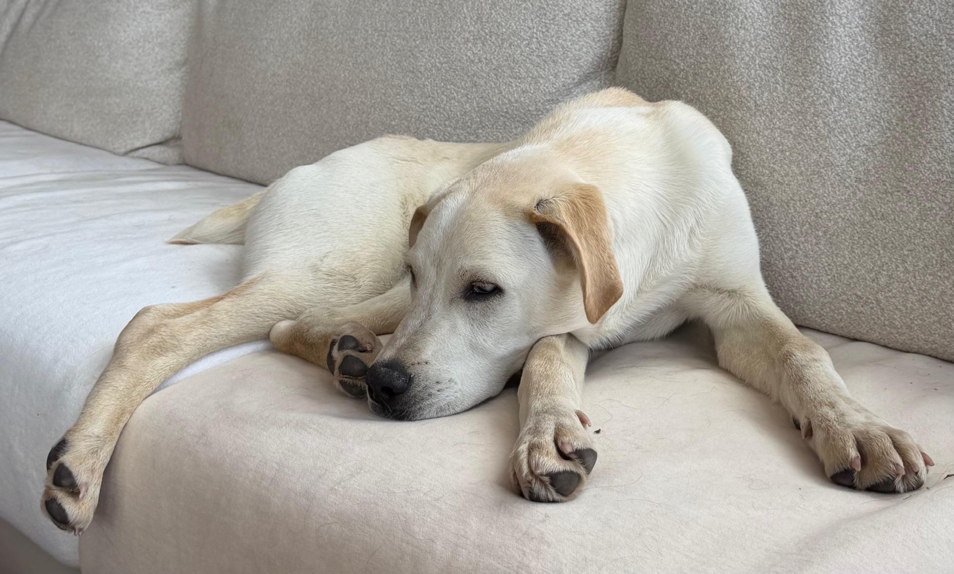 Enlarge Zephyr, a ADOPTABLE mixed breed in Aspen, CO image 2/6