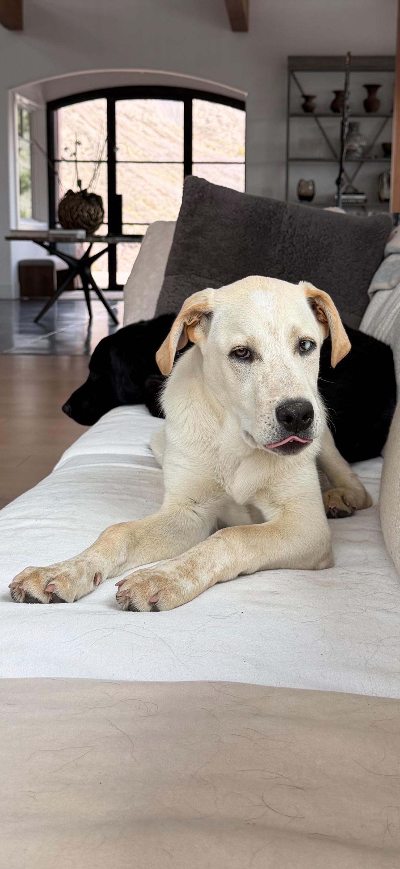 Enlarge Zephyr, a ADOPTABLE mixed breed in Aspen, CO image 3/6