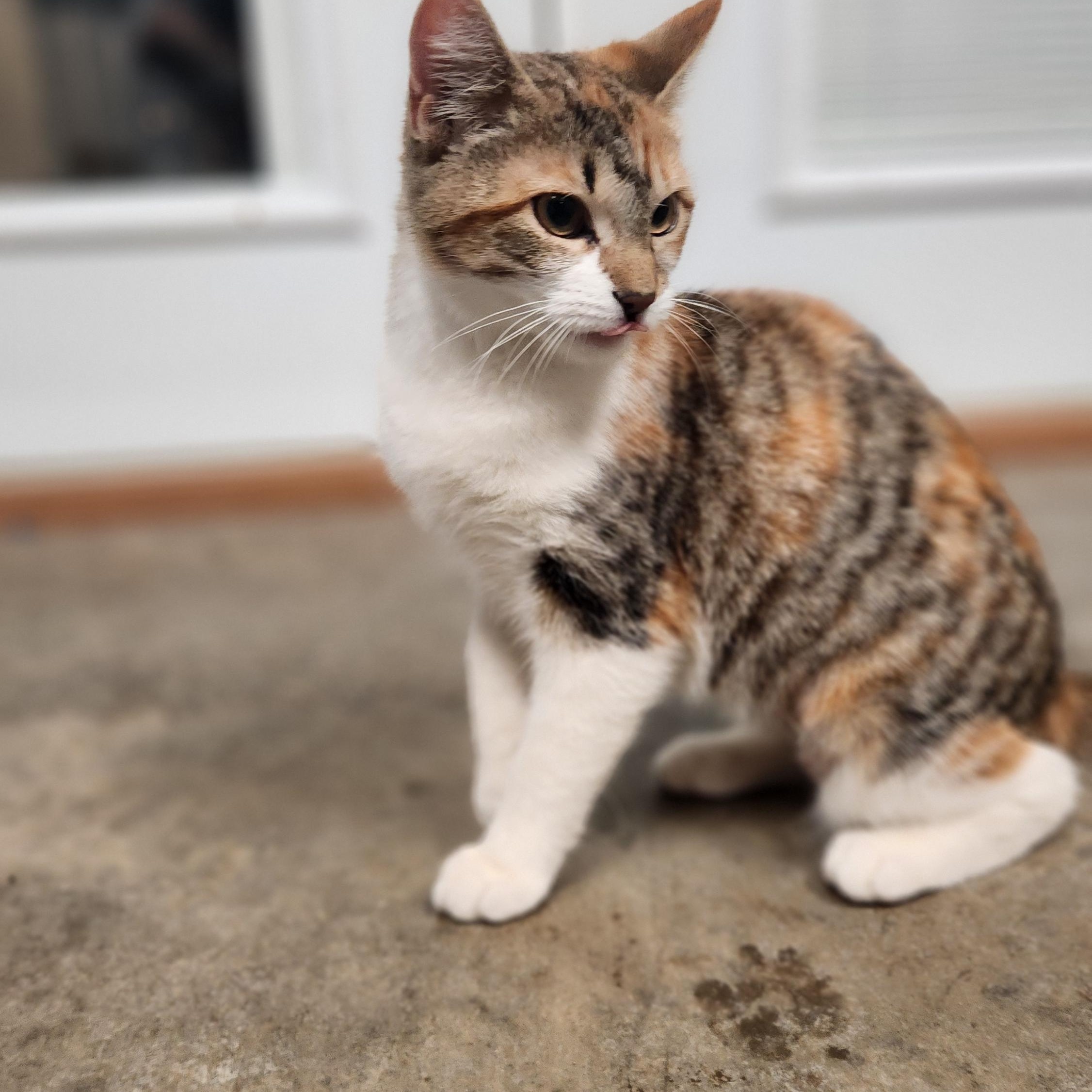 Enlarge Molly, an adopted mixed breed in Amarillo, TX image 1/1