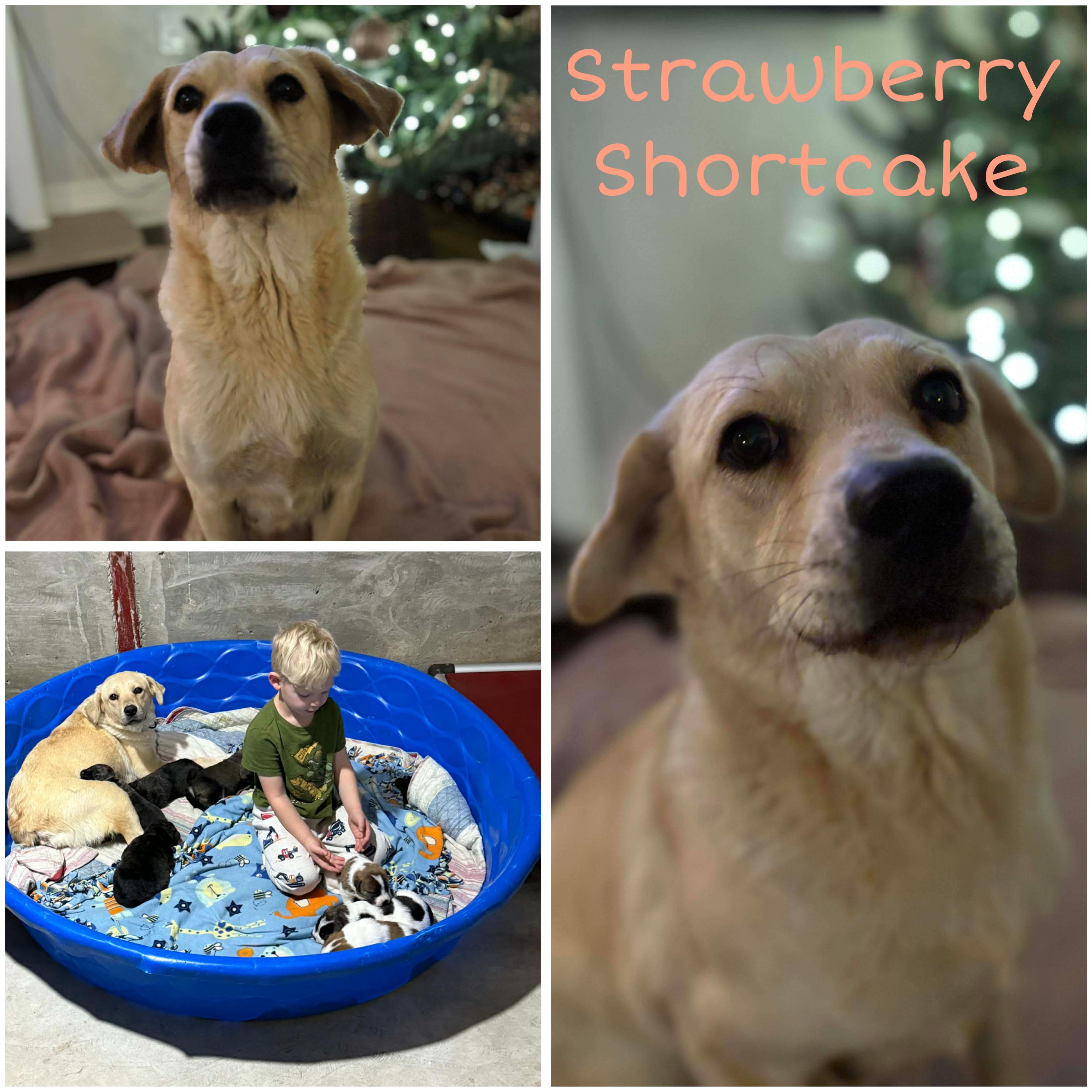 Enlarge Raspberry Torte, a ADOPTABLE mixed breed in Hiawatha, KS image 2/4