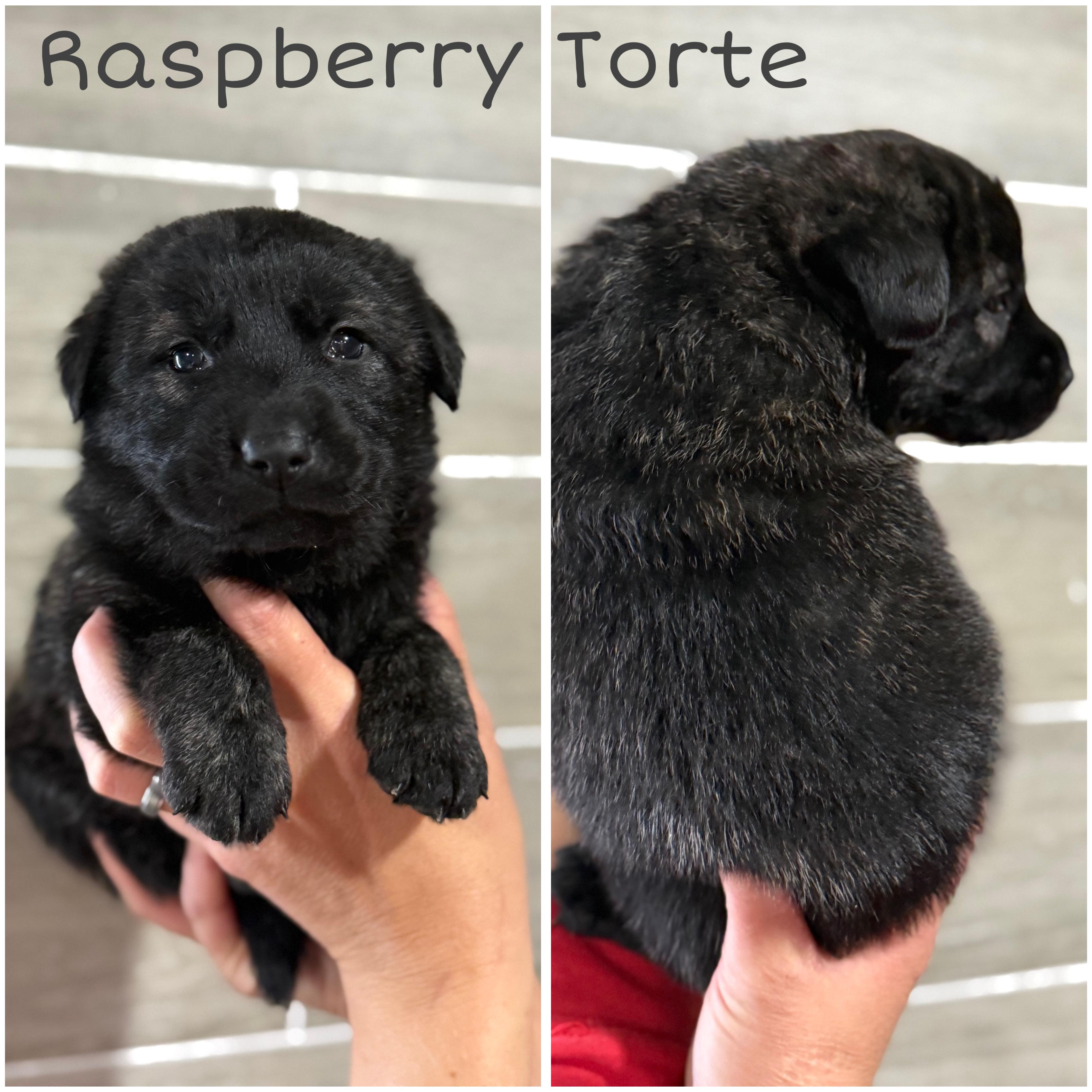 Enlarge Raspberry Torte, a ADOPTABLE mixed breed in Hiawatha, KS image 1/4