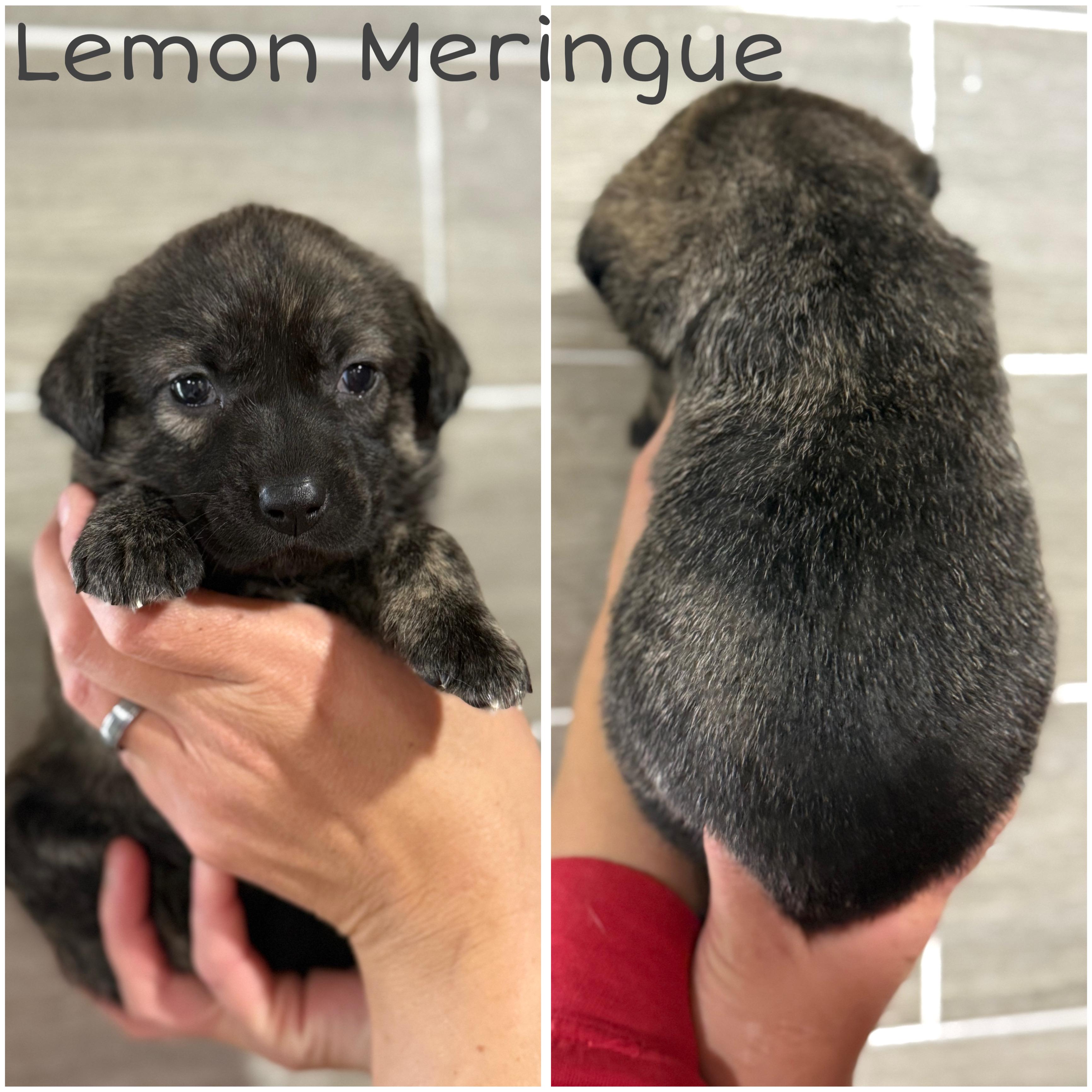 Enlarge Raspberry Torte, a ADOPTABLE mixed breed in Hiawatha, KS image 3/4