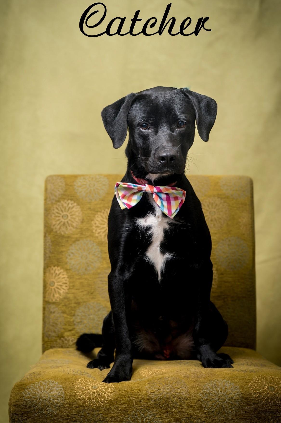 Enlarge Catcher, a Adoptable Labrador Retriever in North Myrtle Beach, SC image 1/2