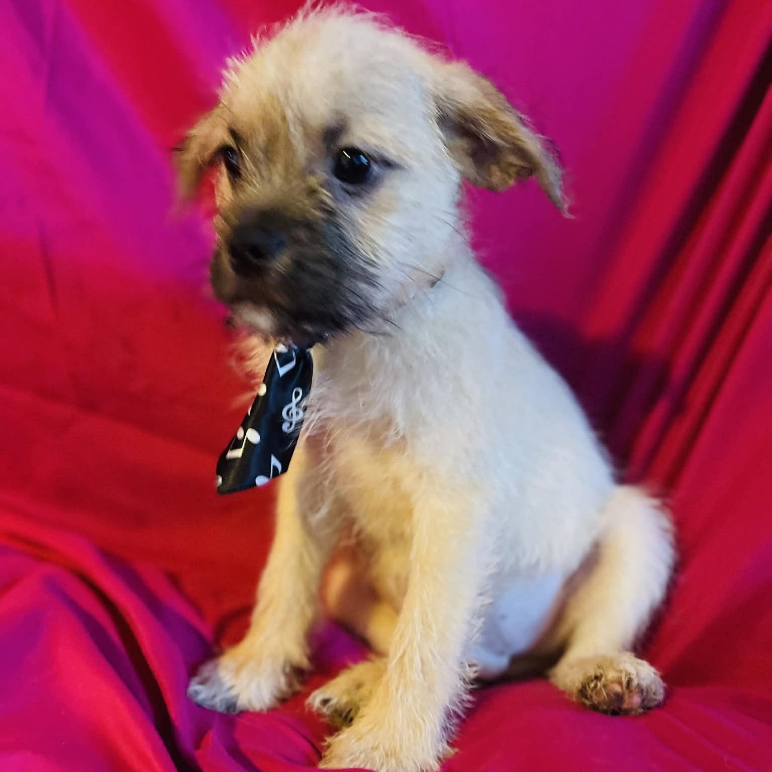 Carlin, a Adoptable mixed breed in San Diego , CA image 1/4