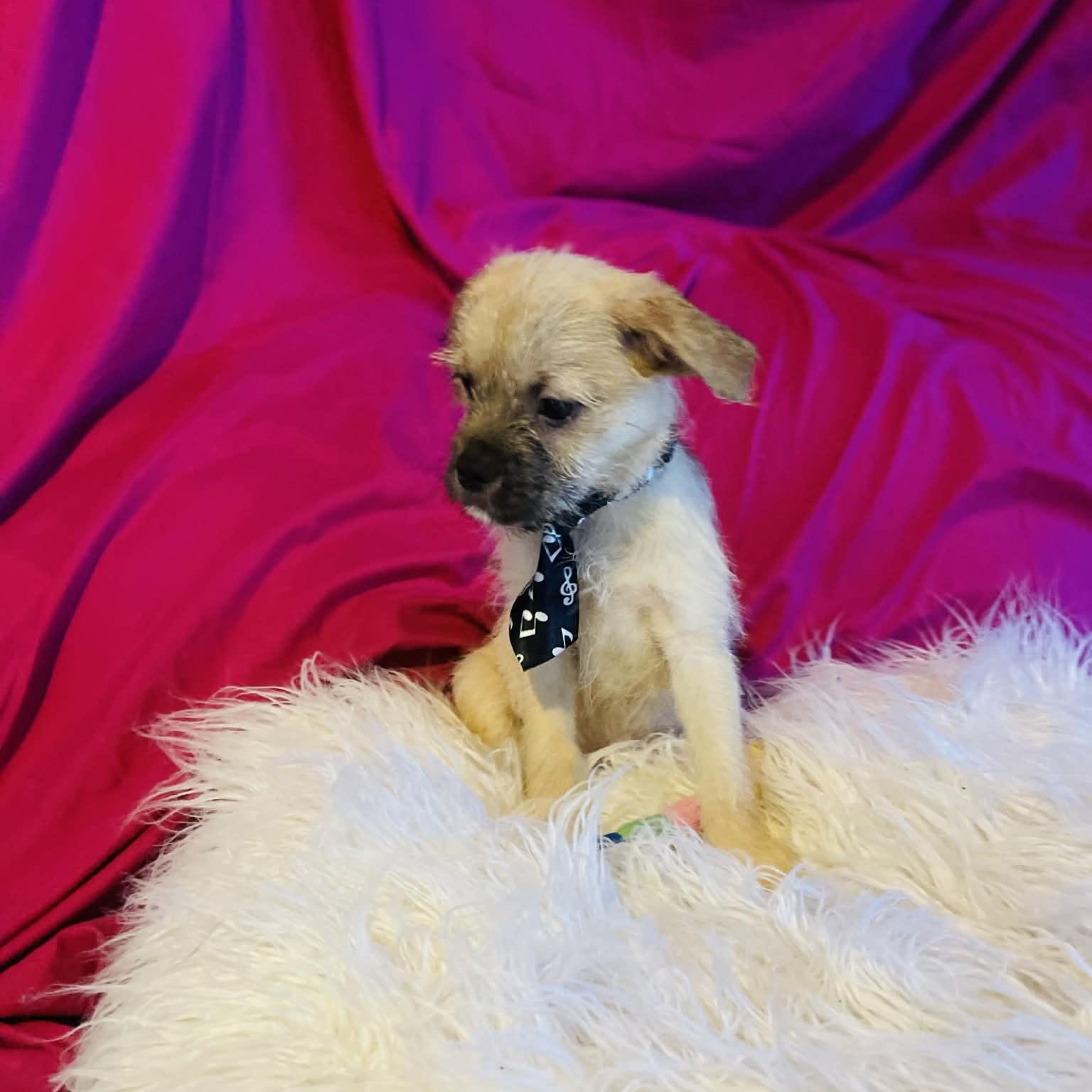 Carlin, a Adoptable mixed breed in San Diego , CA image 2/4