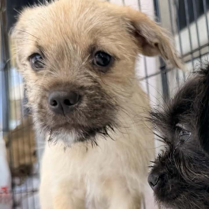 Carlin, a Adoptable mixed breed in San Diego , CA image 4/4