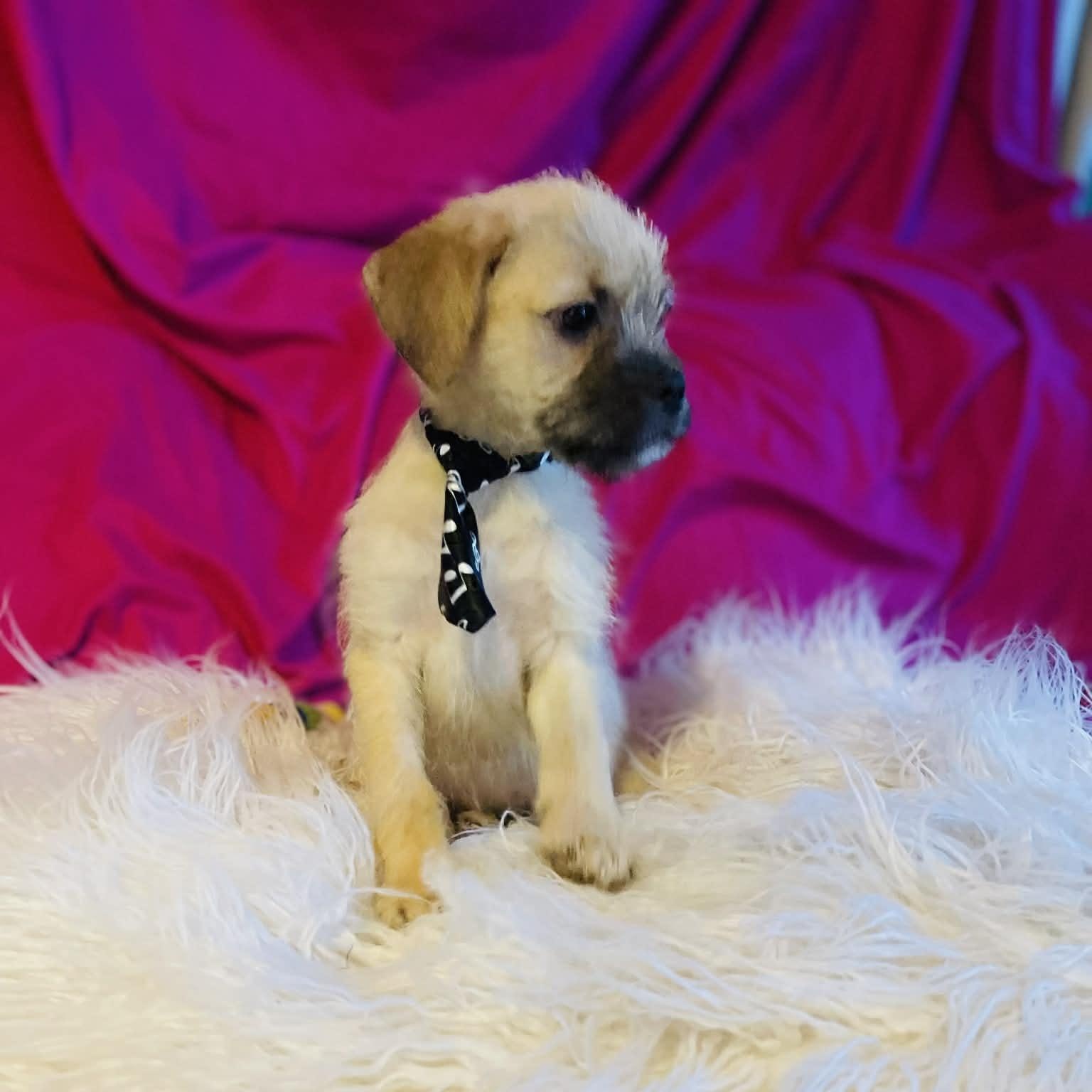 Carlin, a Adoptable mixed breed in San Diego , CA image 3/4