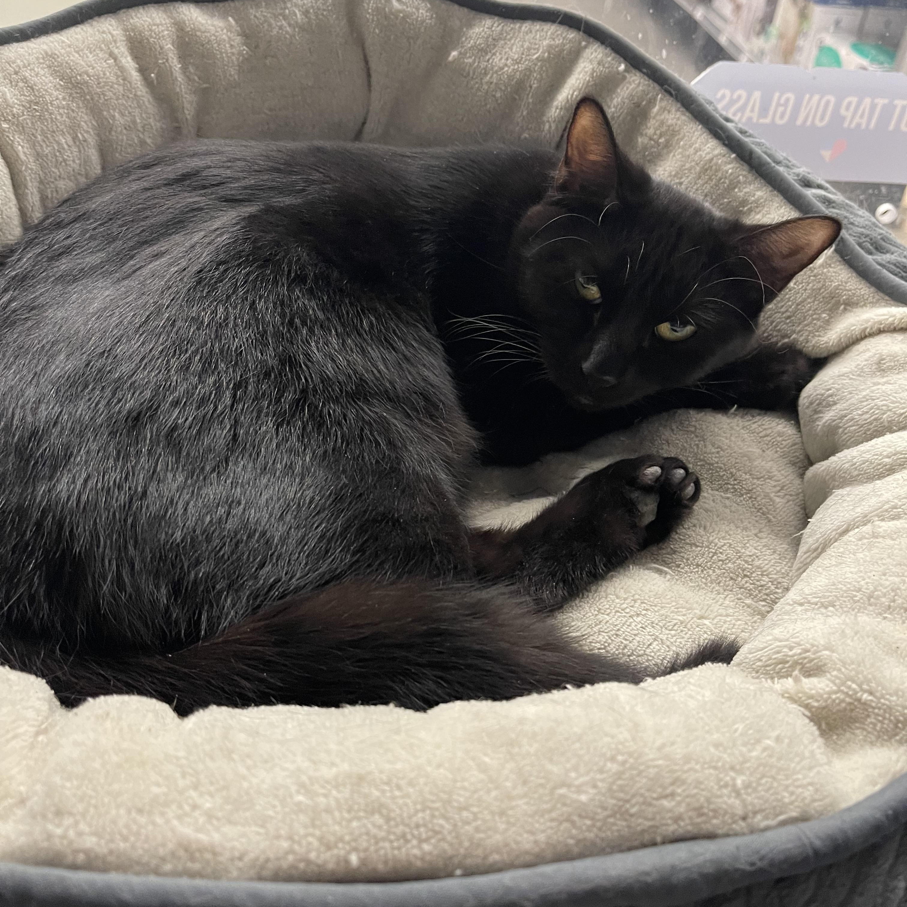 Gisele, Adoptable, Kitten Female Domestic Short Hair.