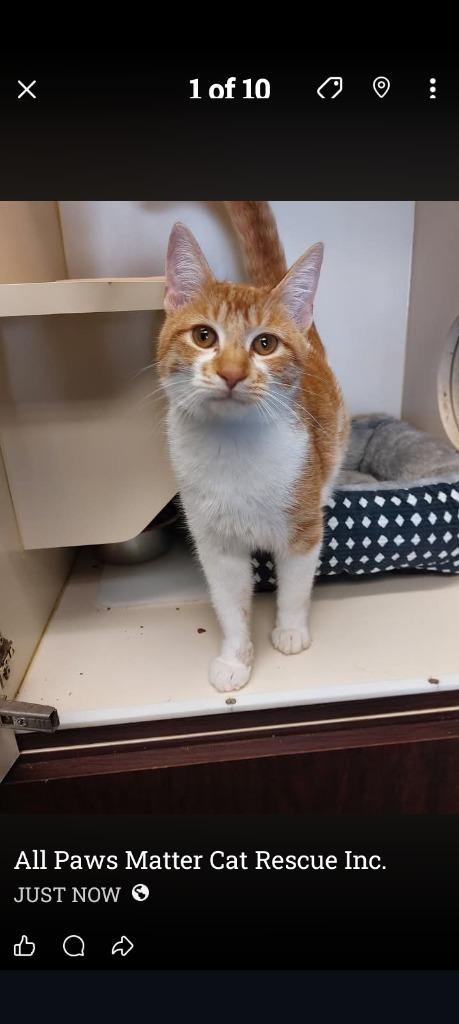 Gilbert, Adopted, Young Male Domestic Short Hair.