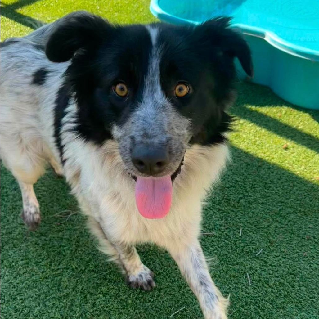 Enlarge Trigger, a Adoptable mixed breed in Coralville, IA image 1/4