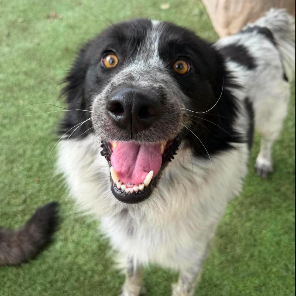 Enlarge Trigger, a Adoptable mixed breed in Coralville, IA image 2/4