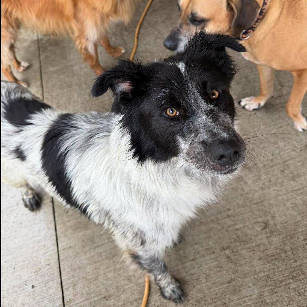 Enlarge Trigger, a Adoptable mixed breed in Coralville, IA image 3/4