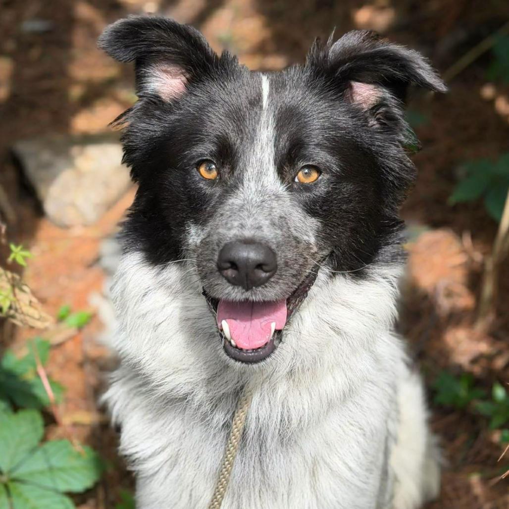 Enlarge Trigger, a Adoptable mixed breed in Coralville, IA image 4/4