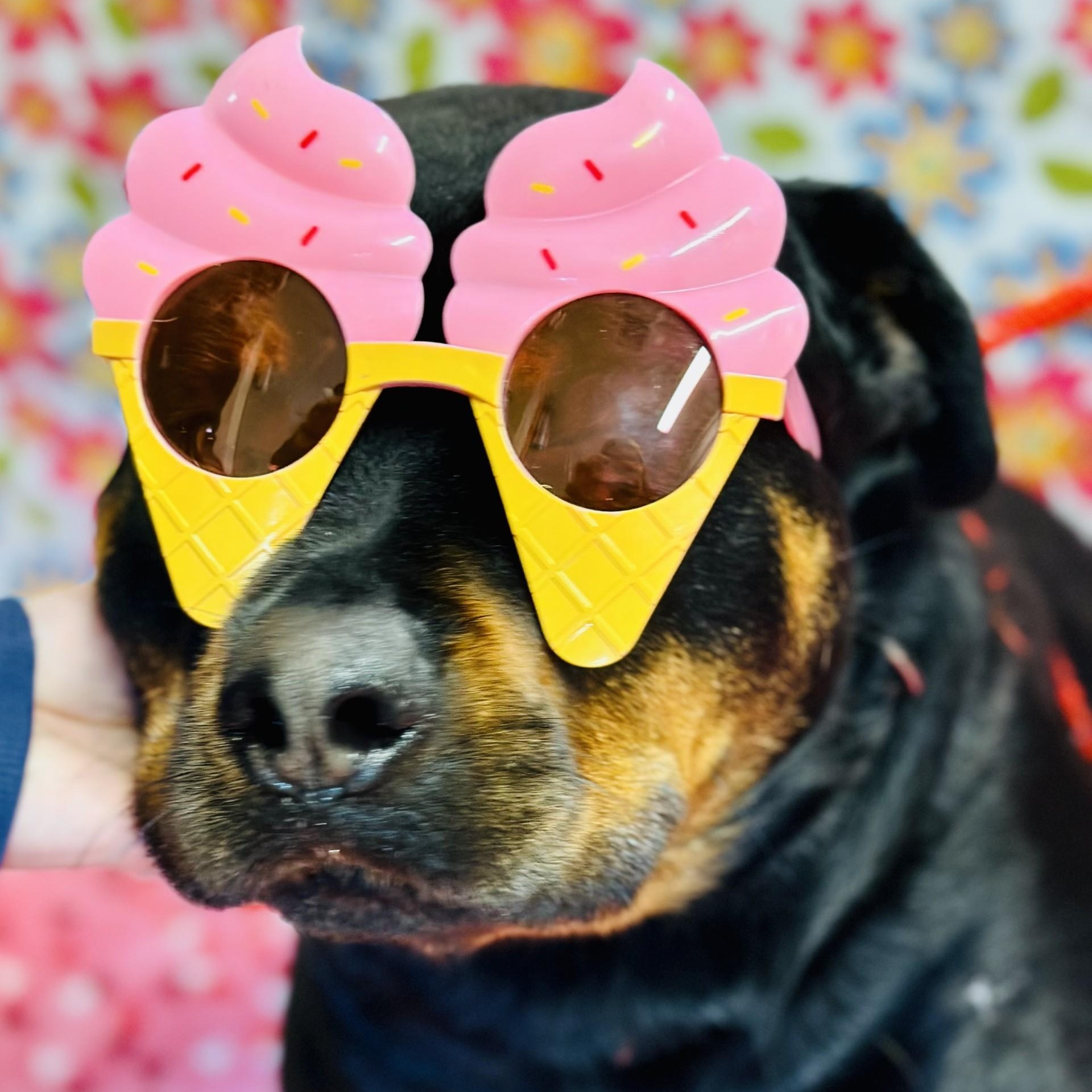 Zara, a ADOPTABLE Rottweiler in Jackson, NJ image 4/4