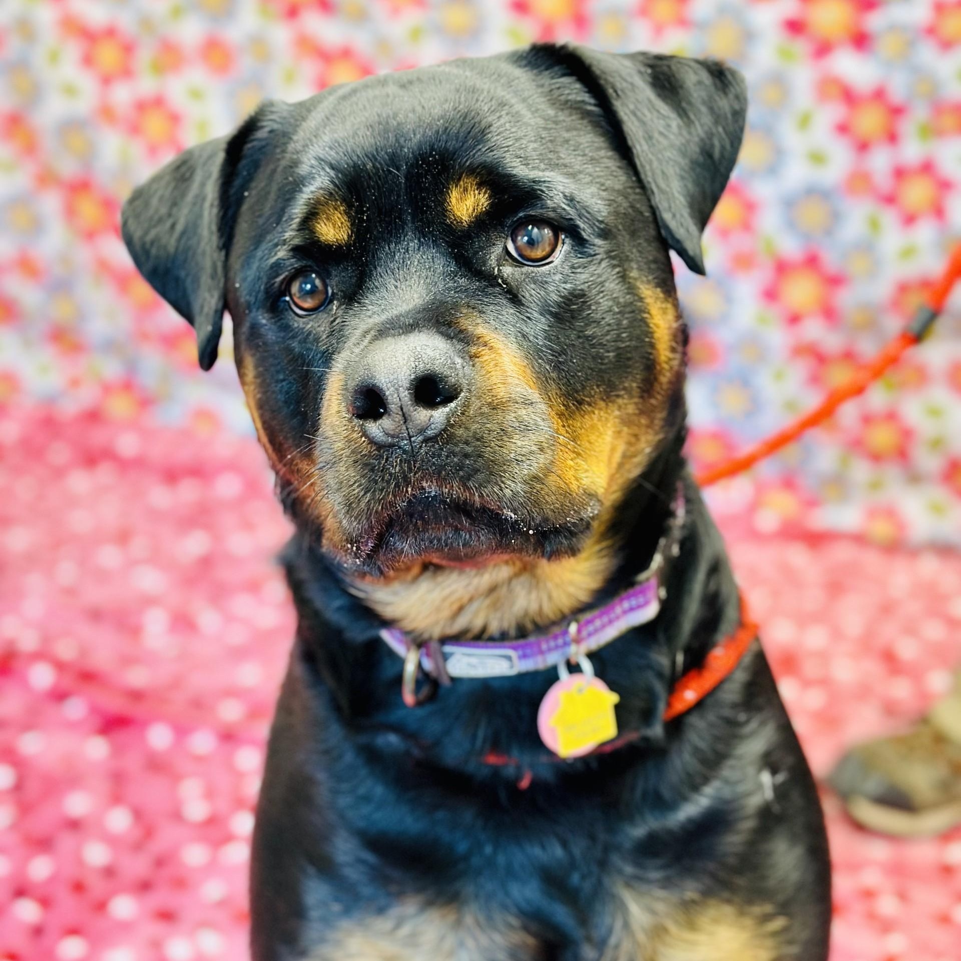 Zara, a ADOPTABLE Rottweiler in Jackson, NJ image 1/4