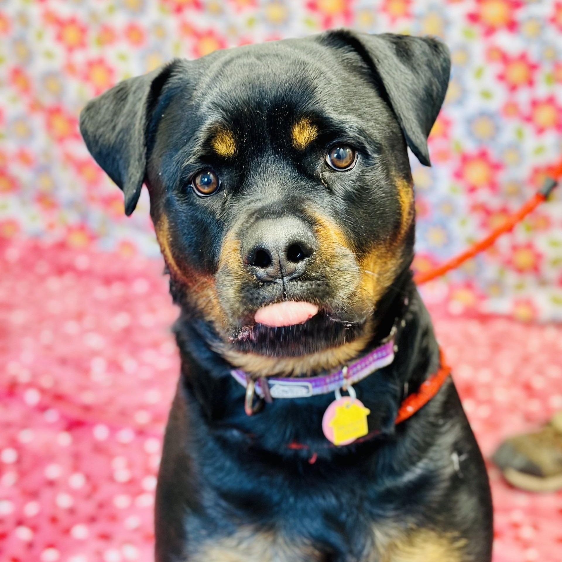 Zara, a ADOPTABLE Rottweiler in Jackson, NJ image 2/4