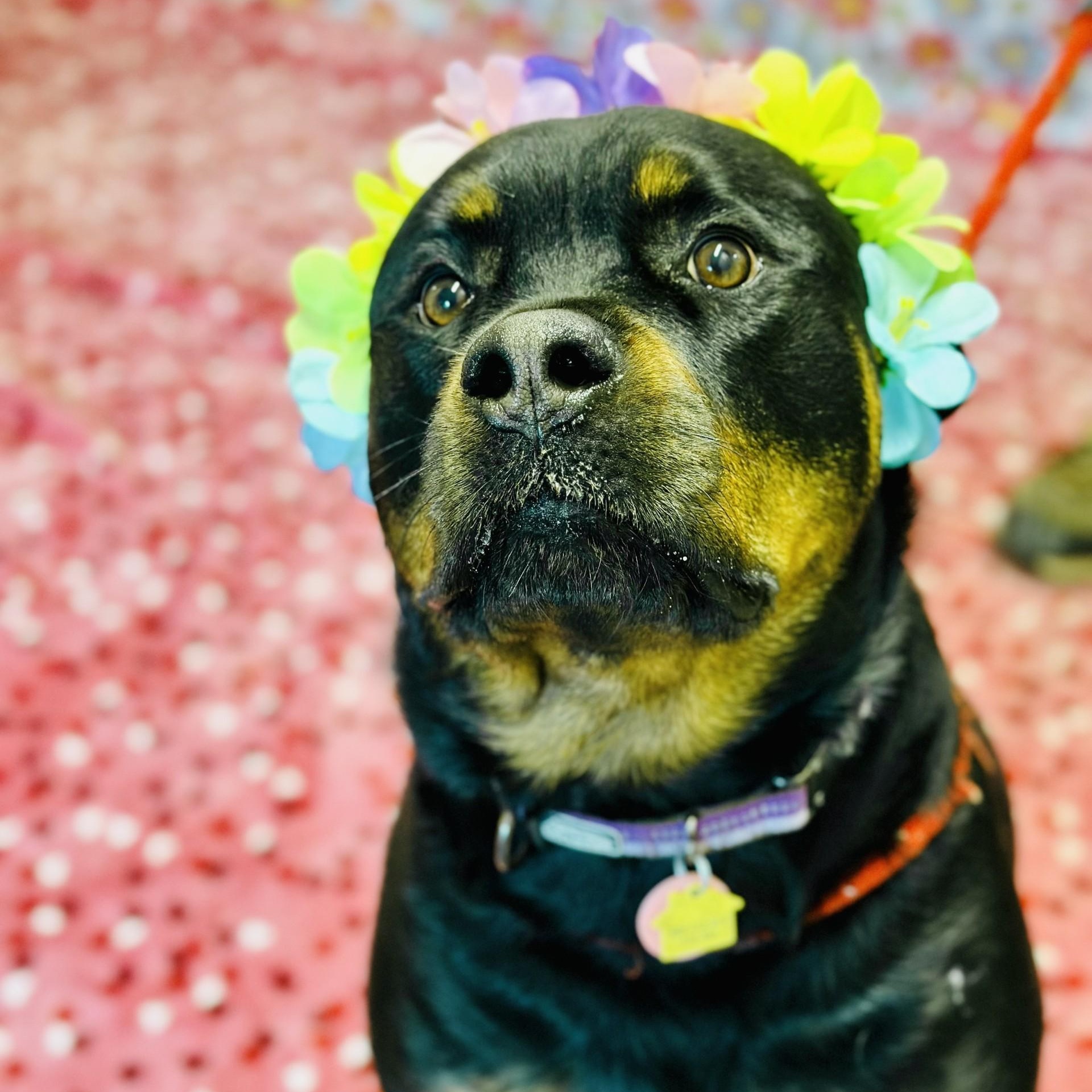 Zara, a ADOPTABLE Rottweiler in Jackson, NJ image 3/4