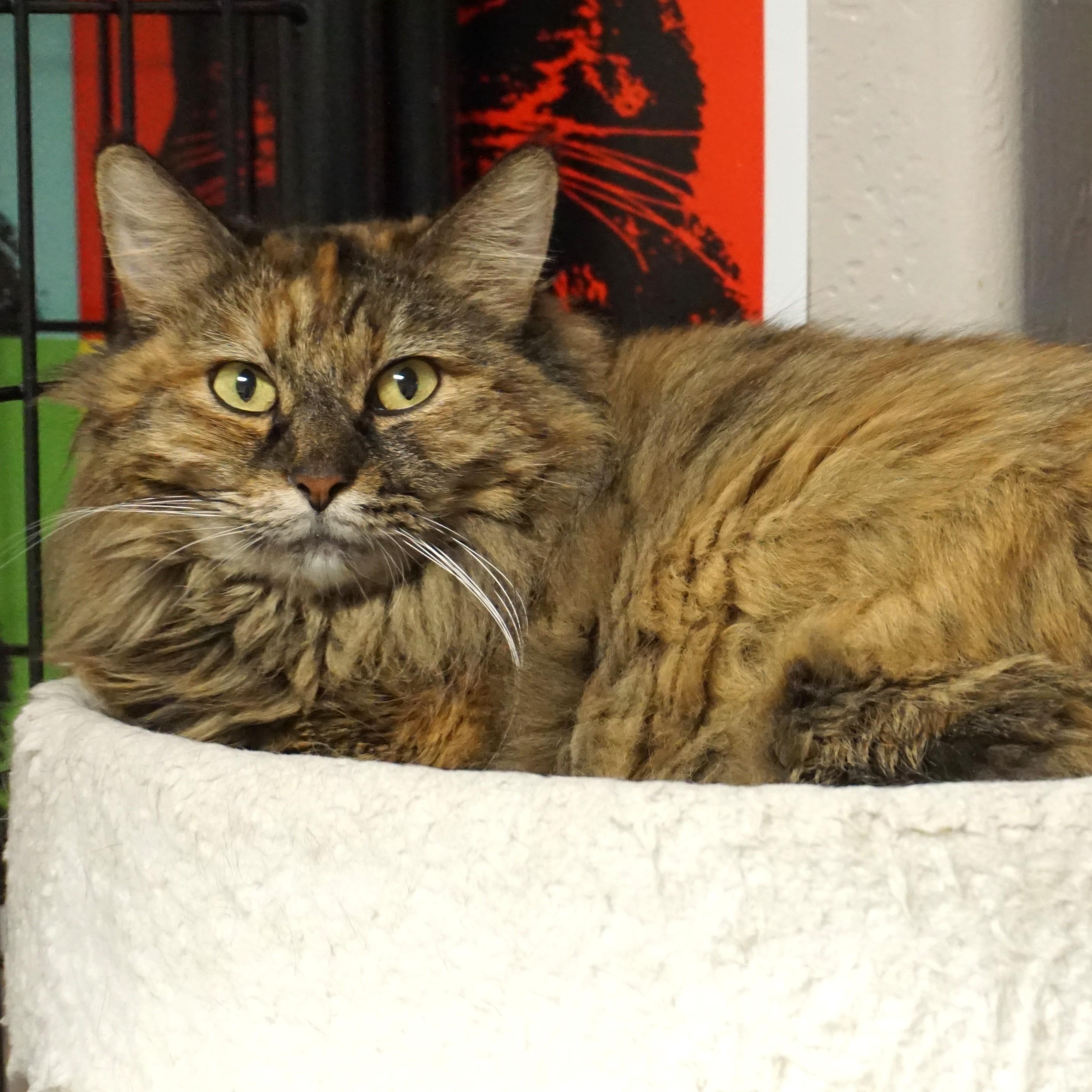 Cassidy, an adopted Domestic Medium Hair in Fountain Hills, AZ image 3/6