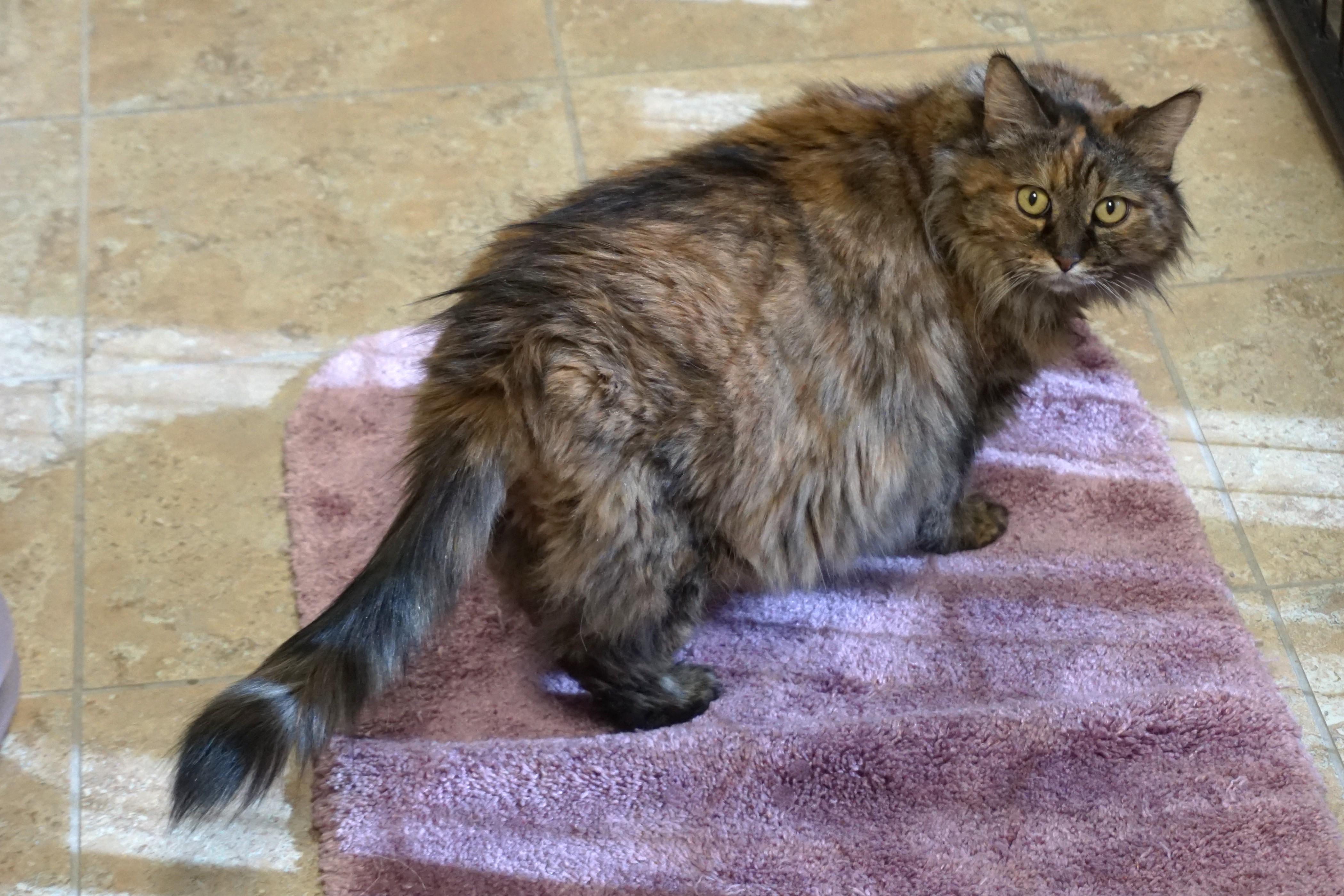 Cassidy, an adopted Domestic Medium Hair in Fountain Hills, AZ image 2/6