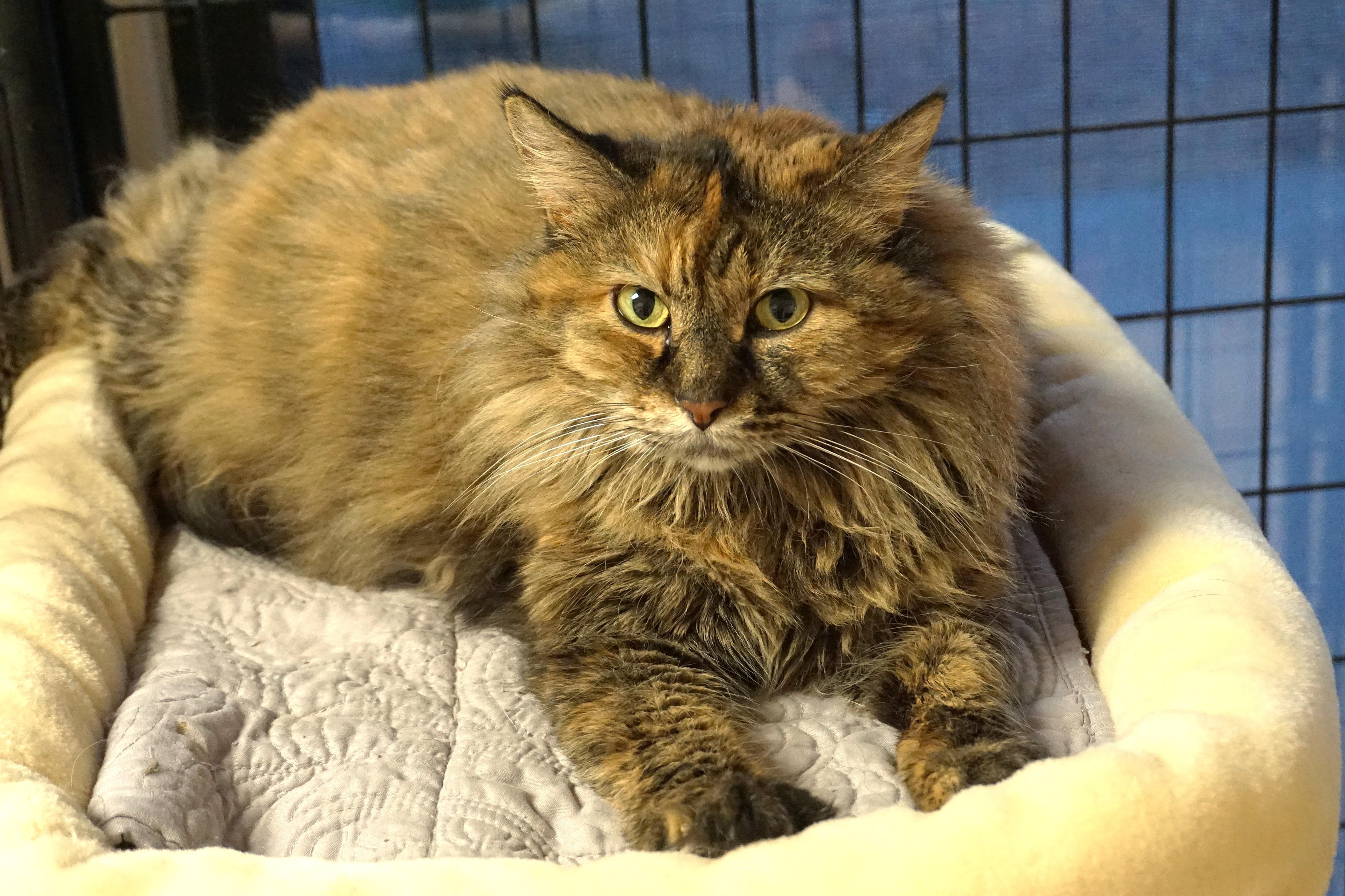Cassidy, ADOPTABLE, Adult Female Domestic Medium Hair.