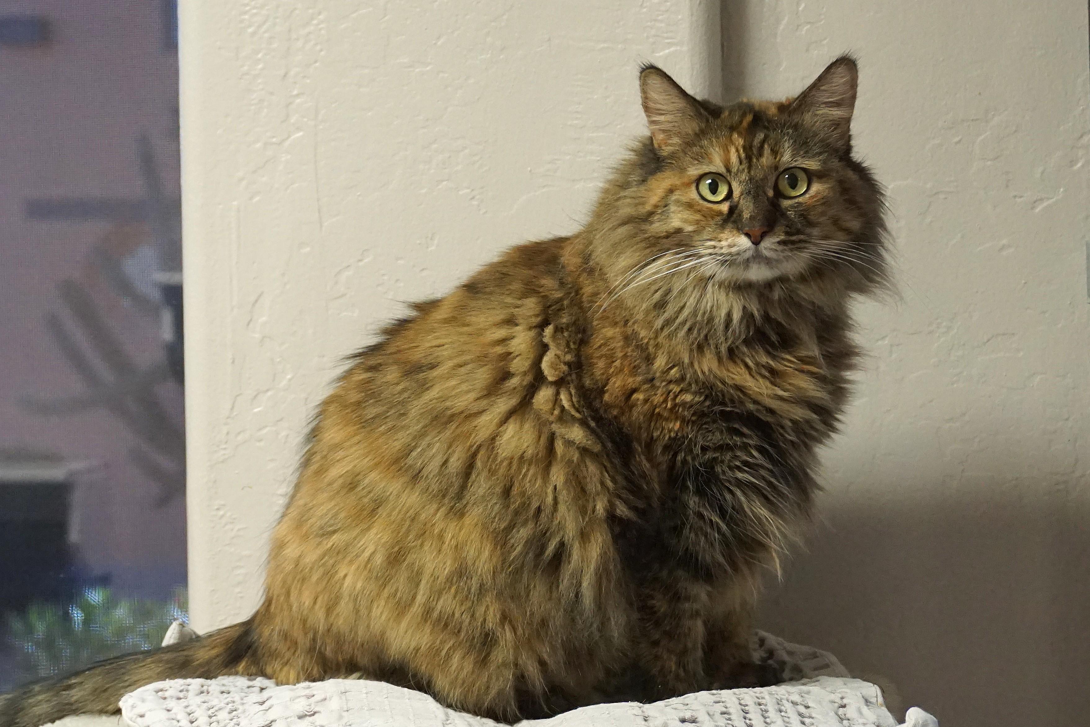 Cassidy, ADOPTABLE, Adult Female Domestic Medium Hair.