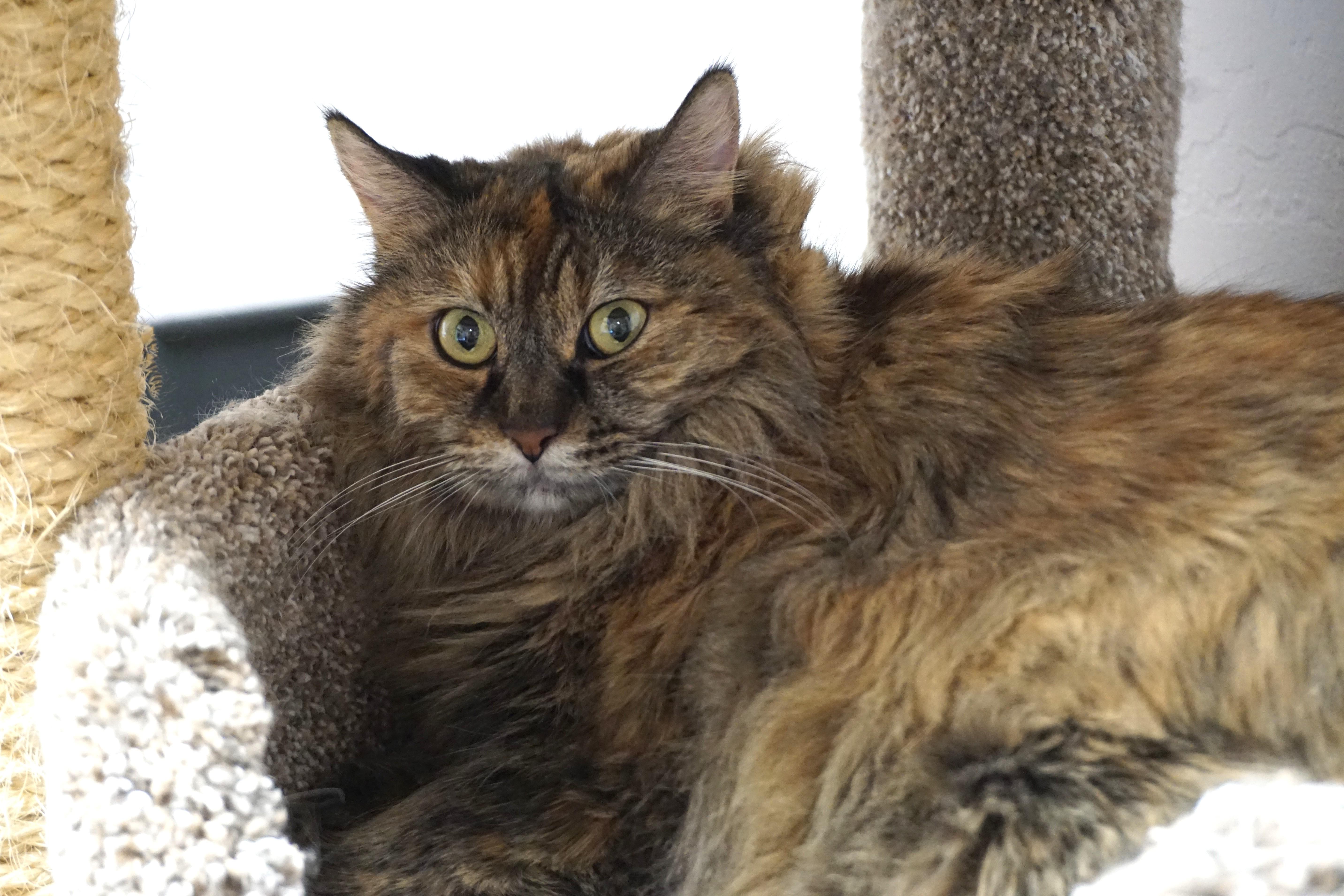 Enlarge Cassidy, a ADOPTABLE Domestic Medium Hair in Fountain Hills, AZ image 3/3
