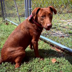 Enlarge Blaze D26-175, a Adoptable Labrador Retriever in Lebanon, TN image 1/1