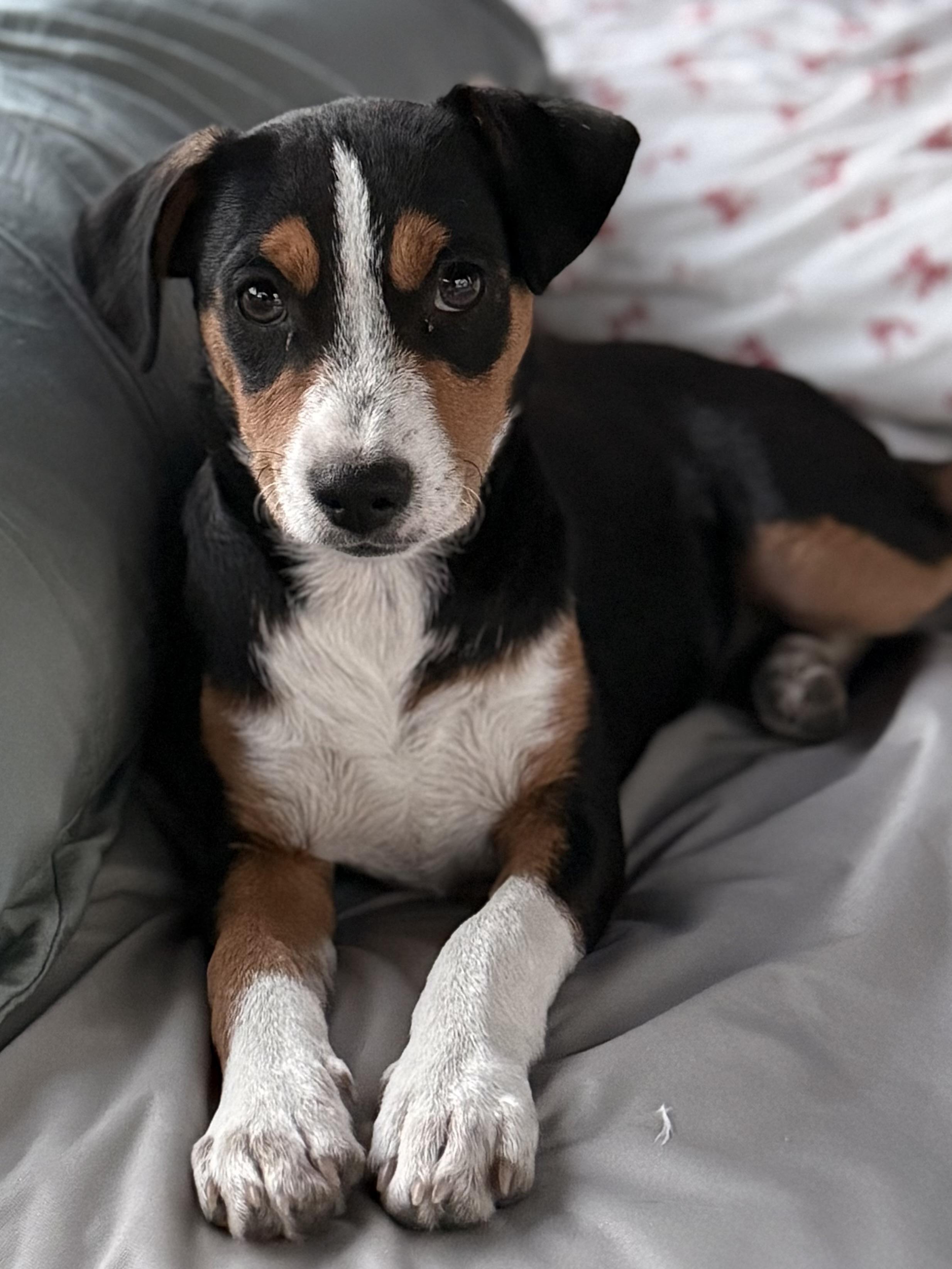 Enlarge Mira, a Adoptable mixed breed in Albany, NY image 2/6