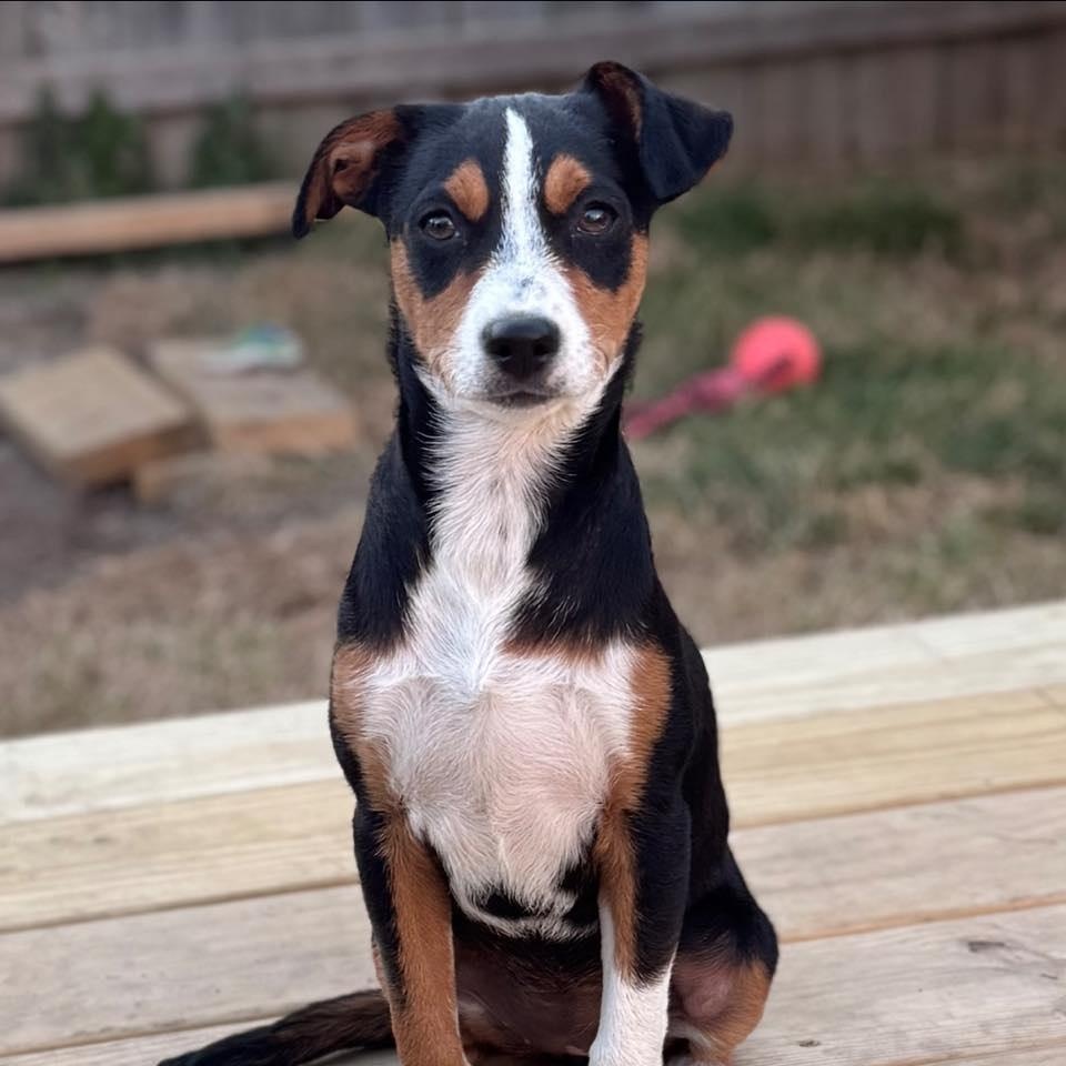 Enlarge Mira, a Adoptable mixed breed in Albany, NY image 2/3