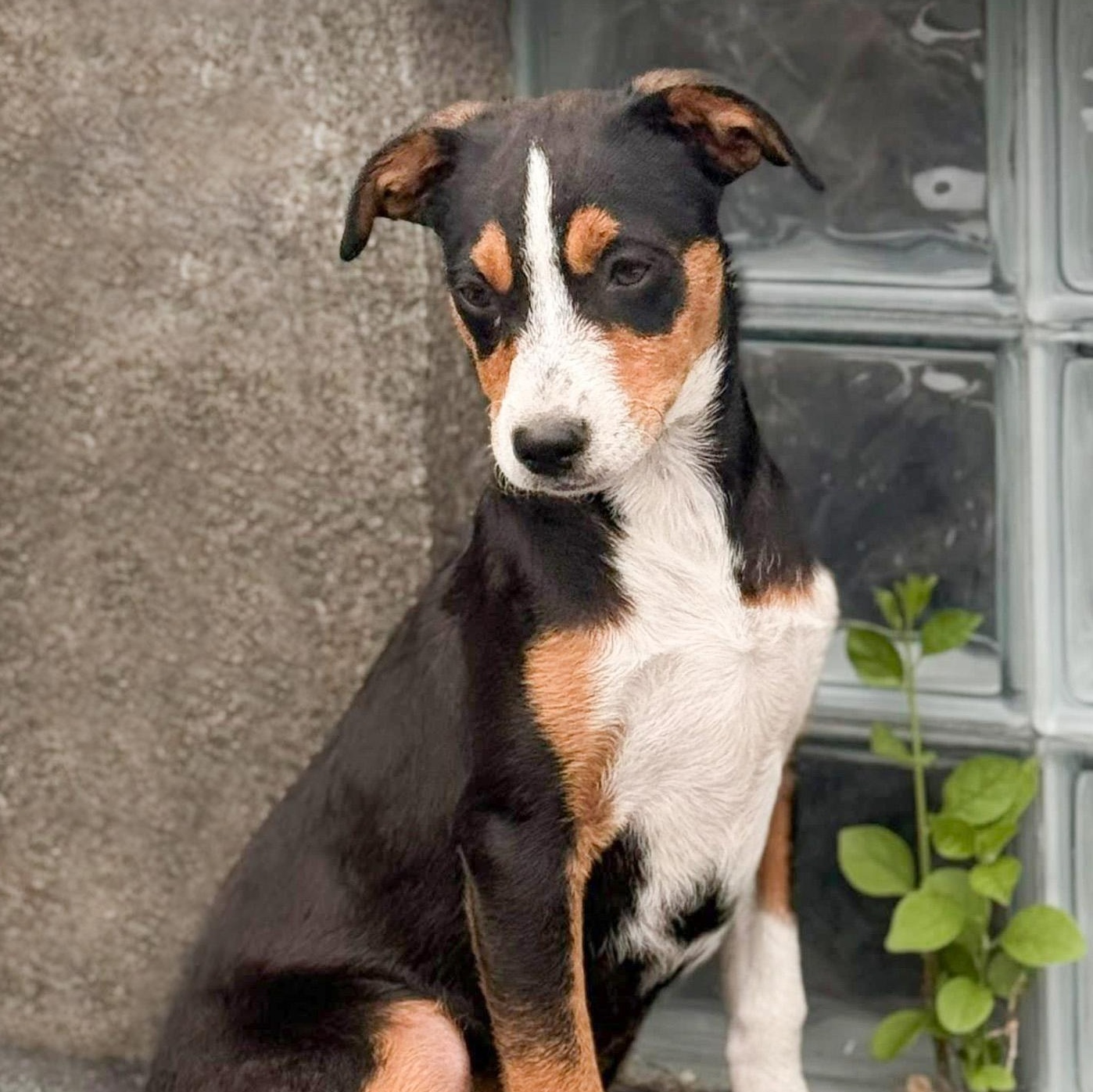 Enlarge Mira, a Adoptable mixed breed in Albany, NY image 3/3