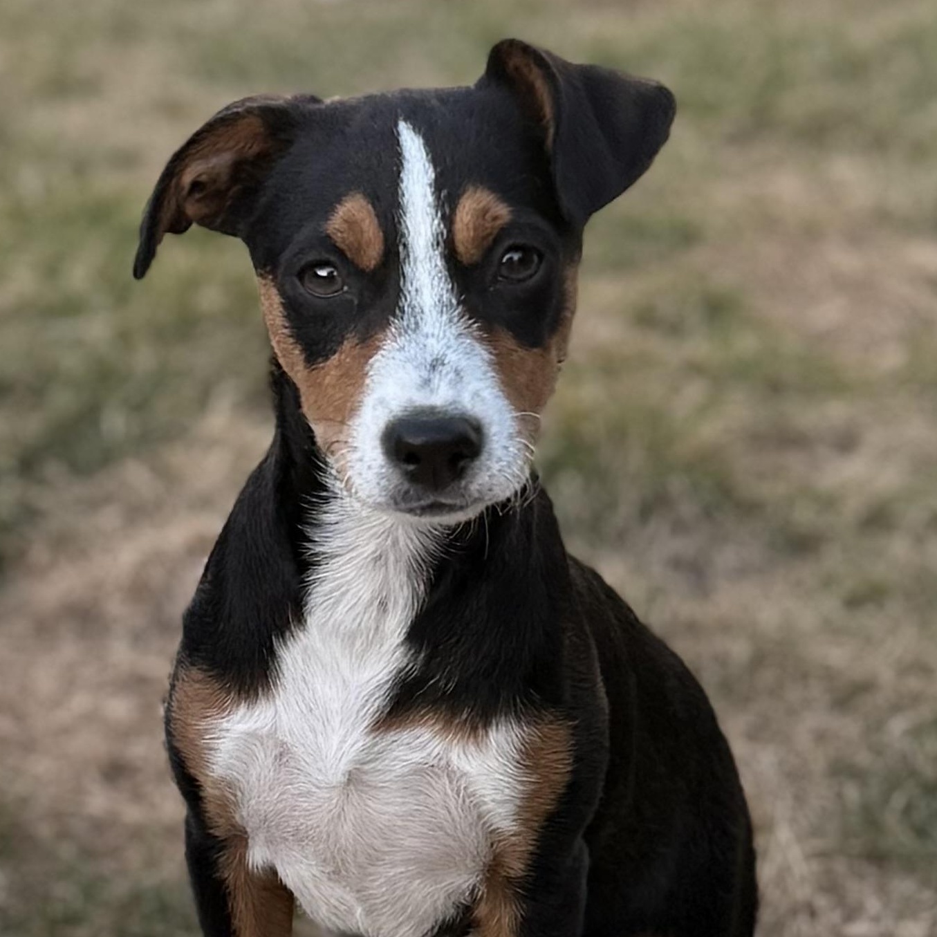 Mira, Adoptable, Puppy Female Chihuahua & Terrier.
