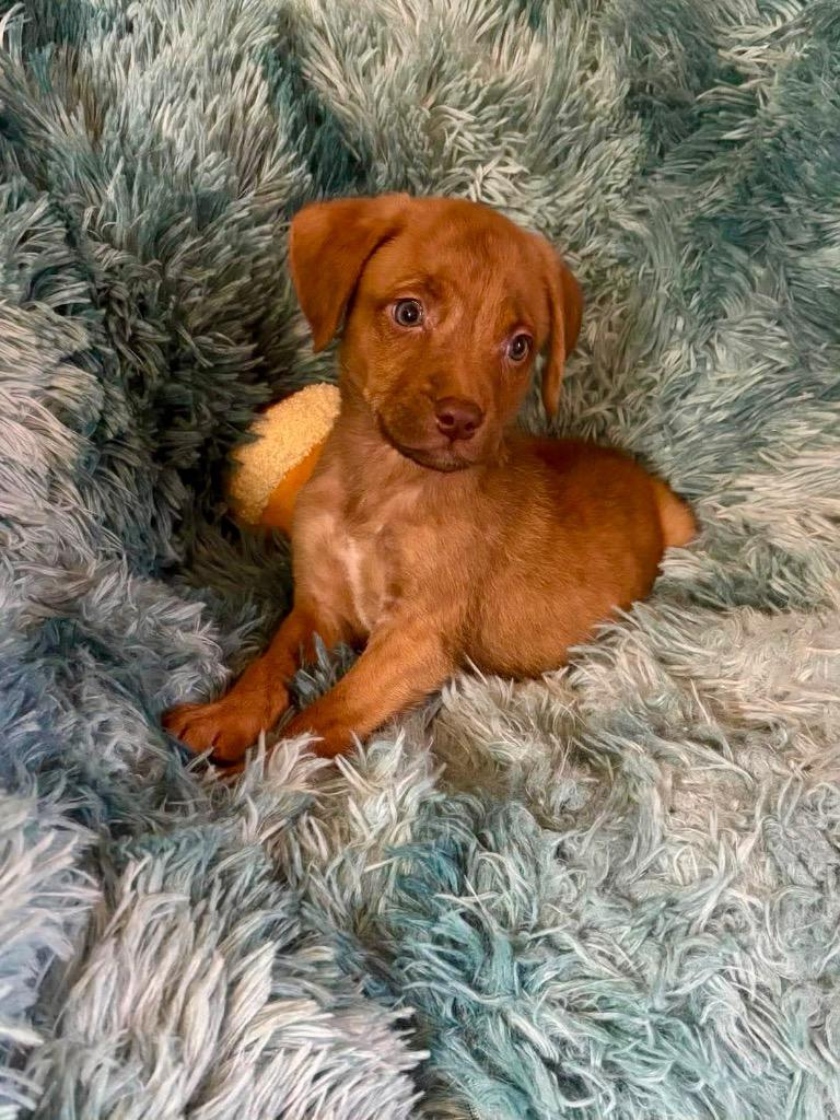 Jeremy Bare, Adoptable, Puppy Male Boxer & Mixed Breed.