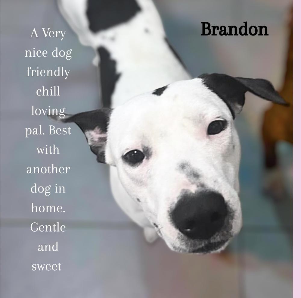 Brandon James — thumbnail 2