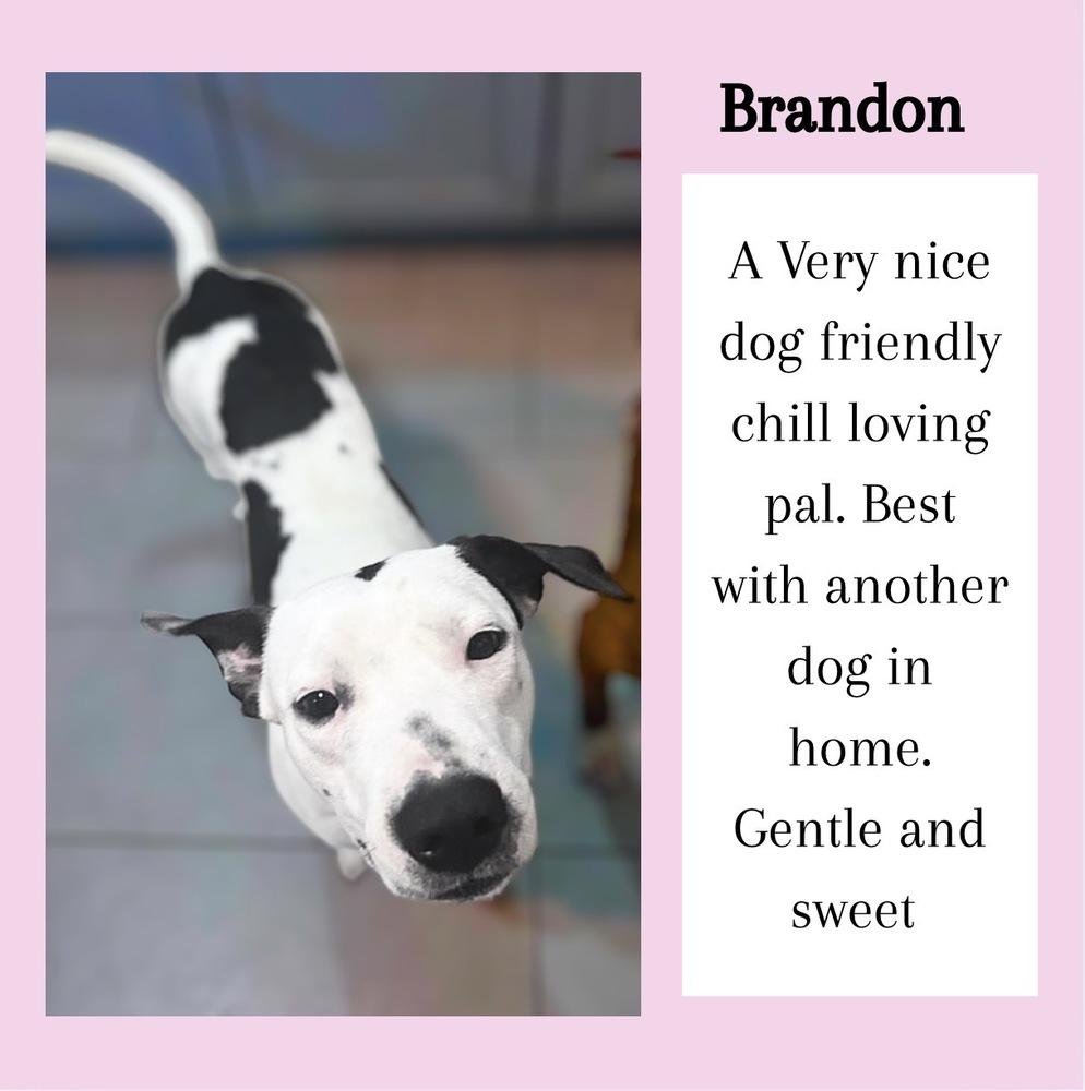 Brandon James — thumbnail 3