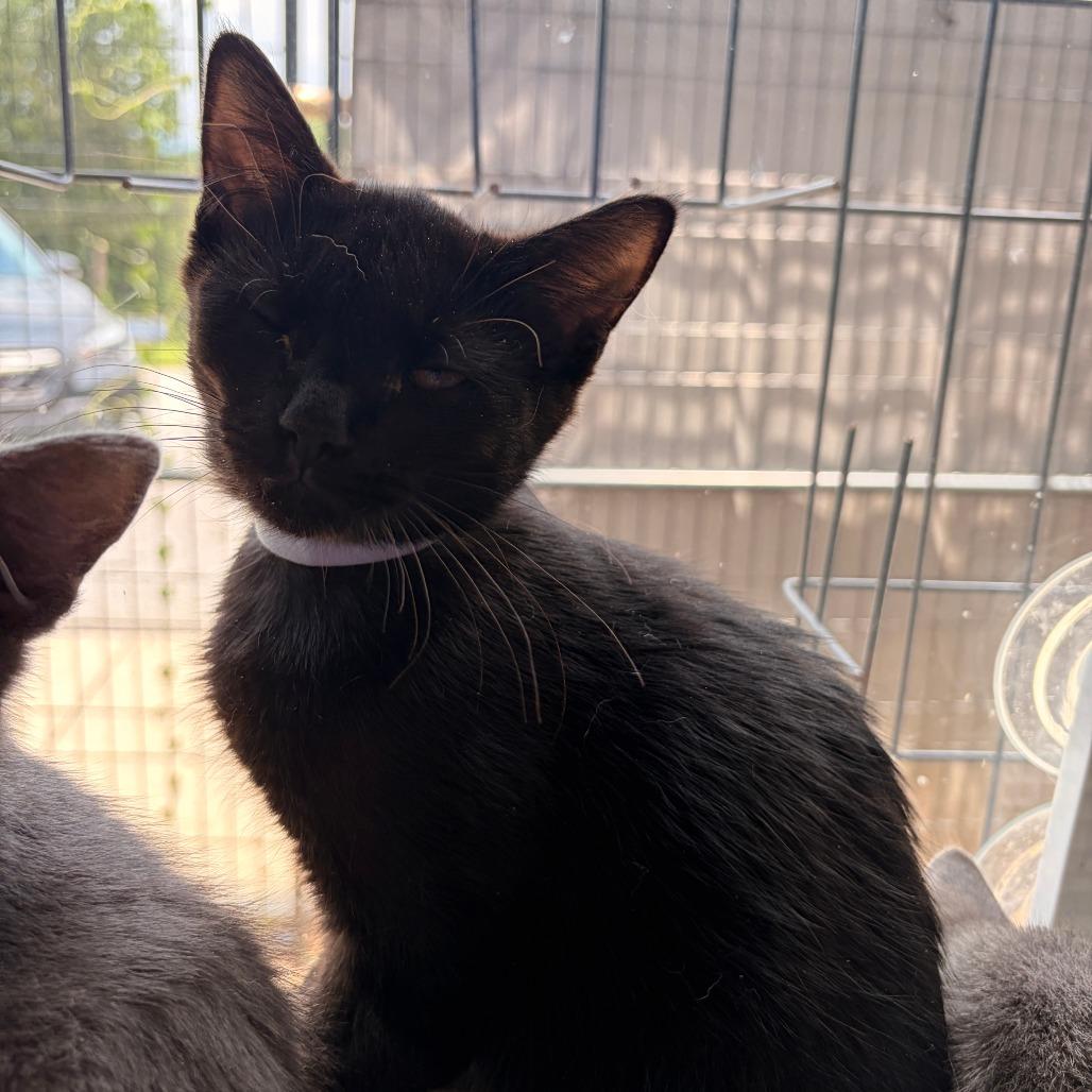 Biscuit, Adoptable, Kitten Male Domestic Short Hair.