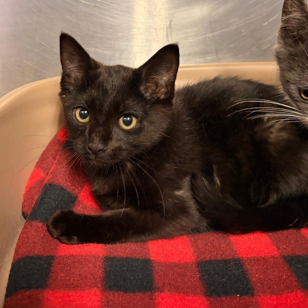 Enlarge Biscuit, a Adoptable Domestic Short Hair in Franklin, NC image 2/2