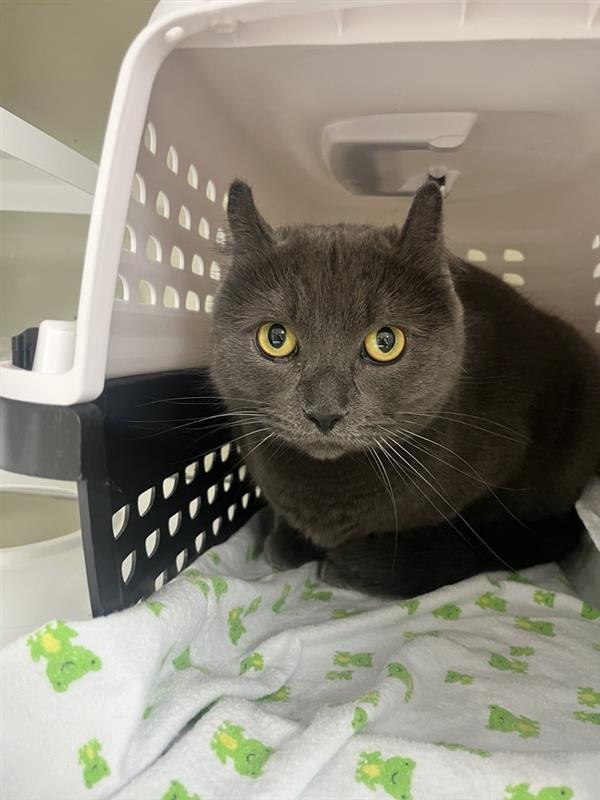 Duckie, Adoptable, Adult Male Domestic Short Hair.