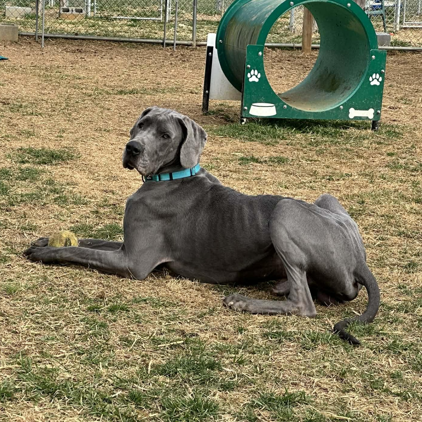 Duke, ADOPTABLE, Adult Male Great Dane.