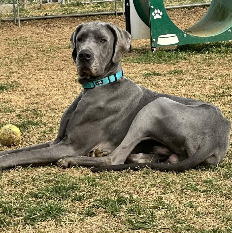 Enlarge Duke, a ADOPTABLE Great Dane in Somers, CT image 2/5