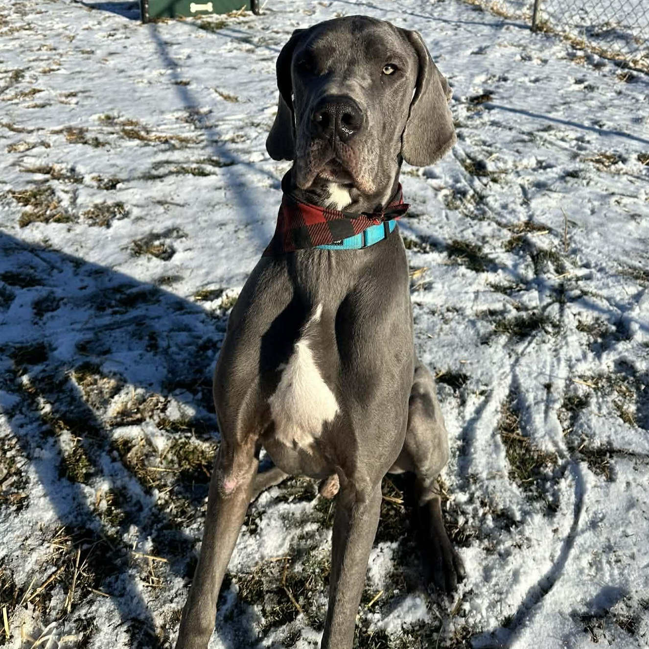 Enlarge Duke, a ADOPTABLE Great Dane in Somers, CT image 4/5